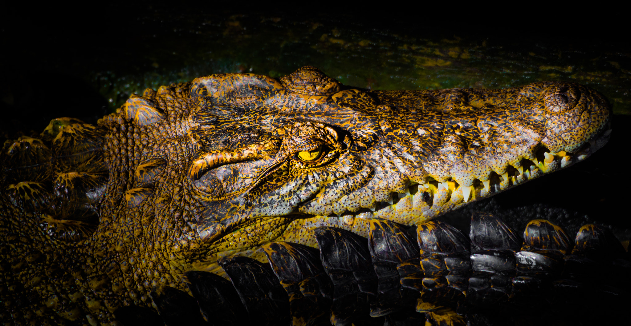 Olympus PEN E-P5 sample photo. Crocodile photography