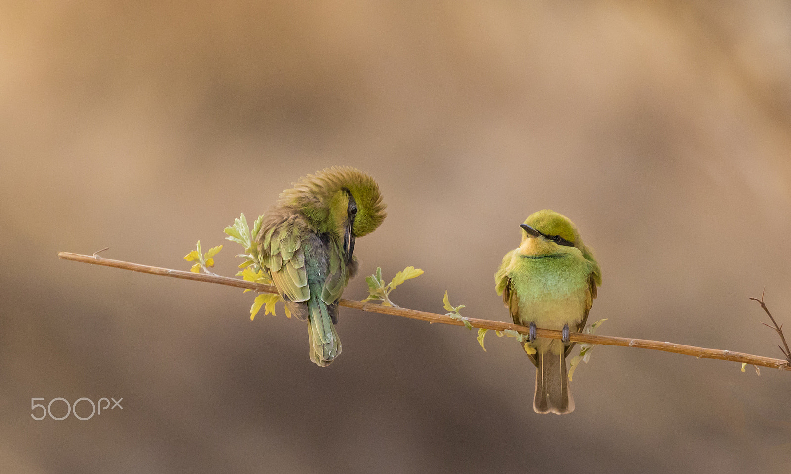Canon EOS 80D + Canon EF 100-400mm F4.5-5.6L IS II USM sample photo. Greenbee eaters photography