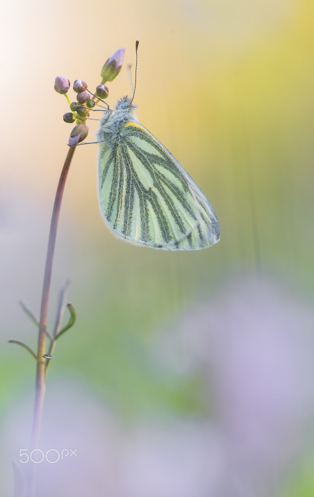 Sigma 150mm F2.8 EX DG Macro HSM sample photo. Piris napi photography