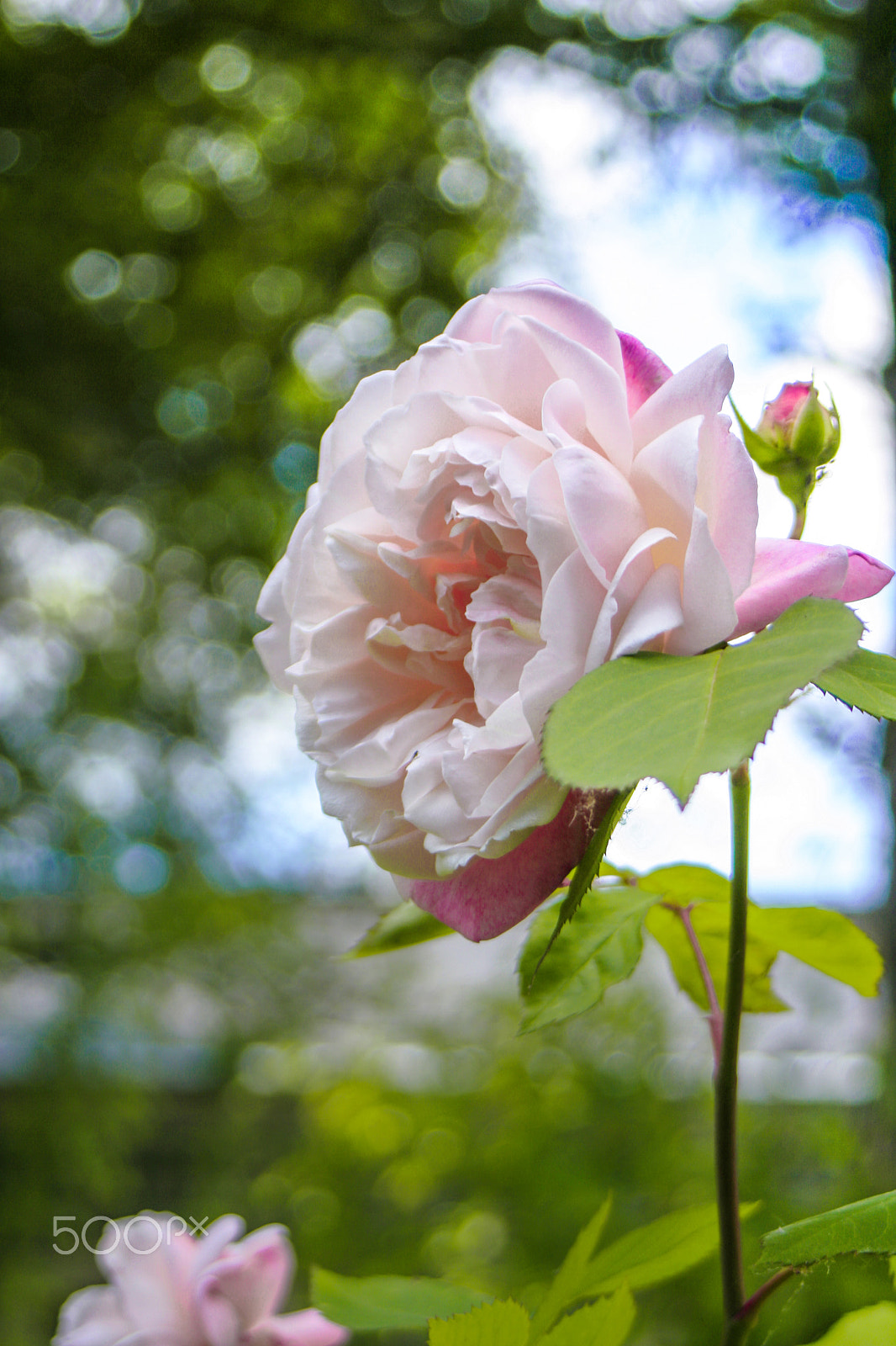 Canon EF 28-80mm f/3.5-5.6 sample photo. Rose of versailles photography