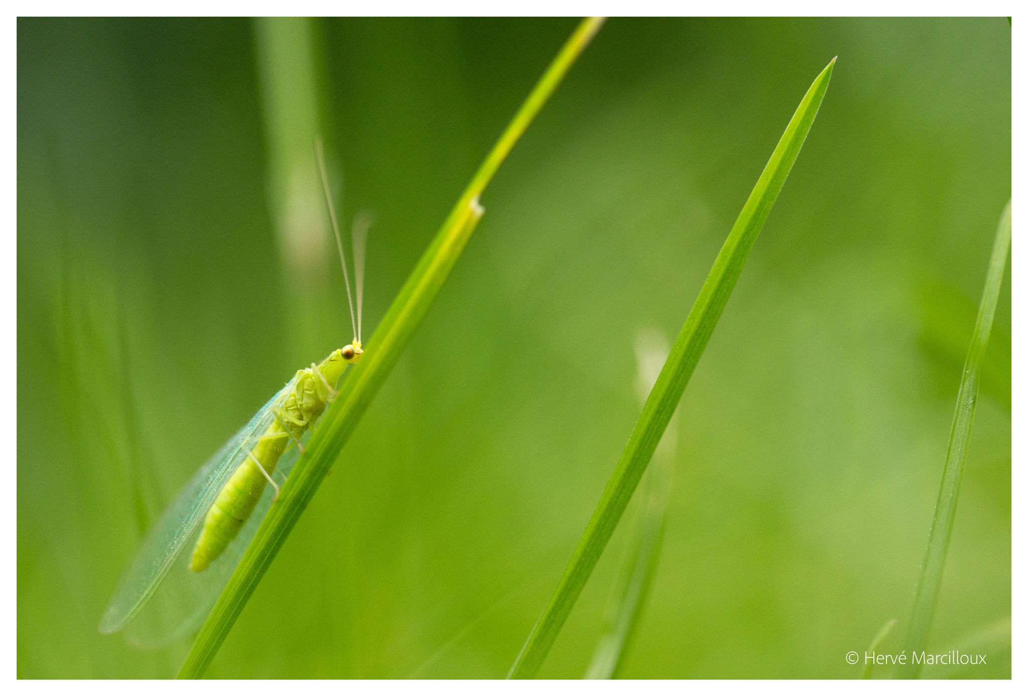 Sony SLT-A77 + 105mm F2.8 sample photo. Green photography