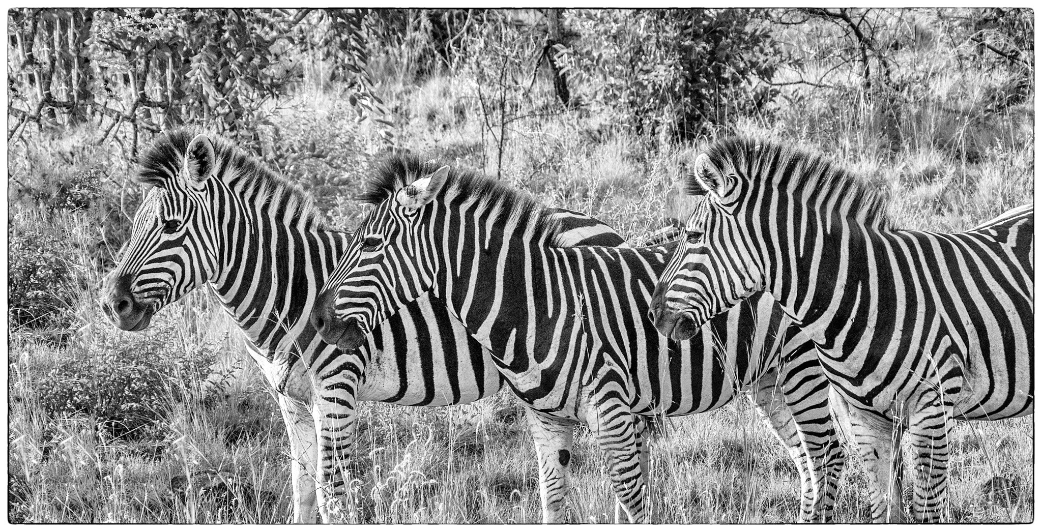 Sony DT 18-200mm F3.5-6.3 sample photo. Moody zebras photography