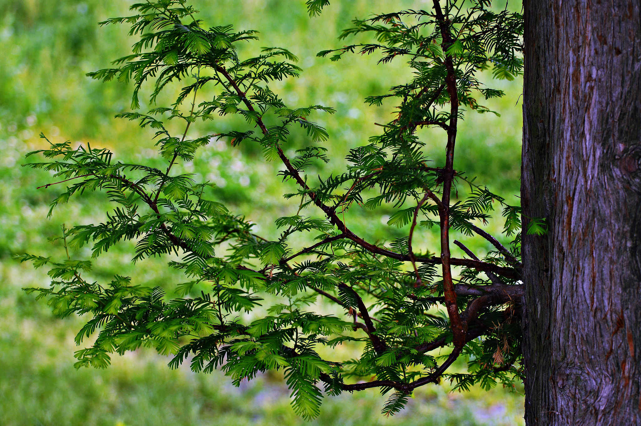 Nikon D2Xs sample photo. Green tree^^ photography