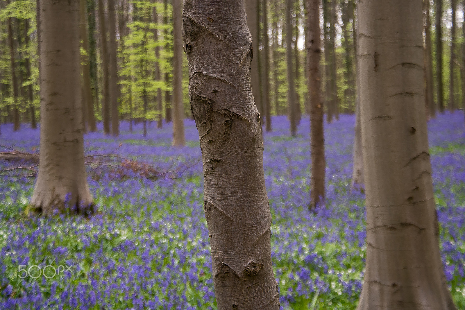 Samsung NX 18-200mm F3.5-6.3 ED OIS sample photo. The leaning tree photography