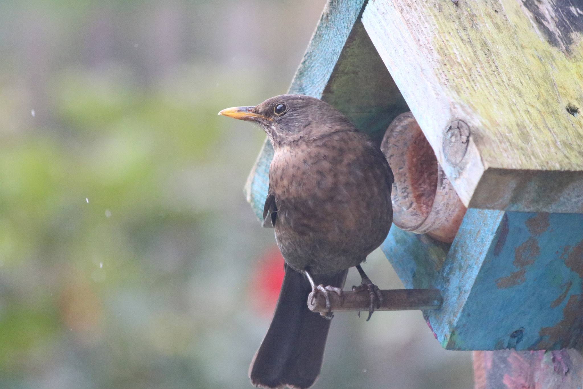 Canon EF 70-300mm F4-5.6 IS USM sample photo