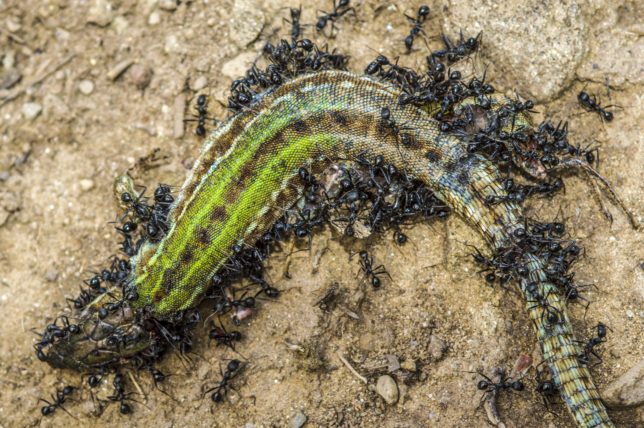 Nikon AF-S Nikkor 28-70mm F2.8 ED-IF sample photo. Lizard against ants photography