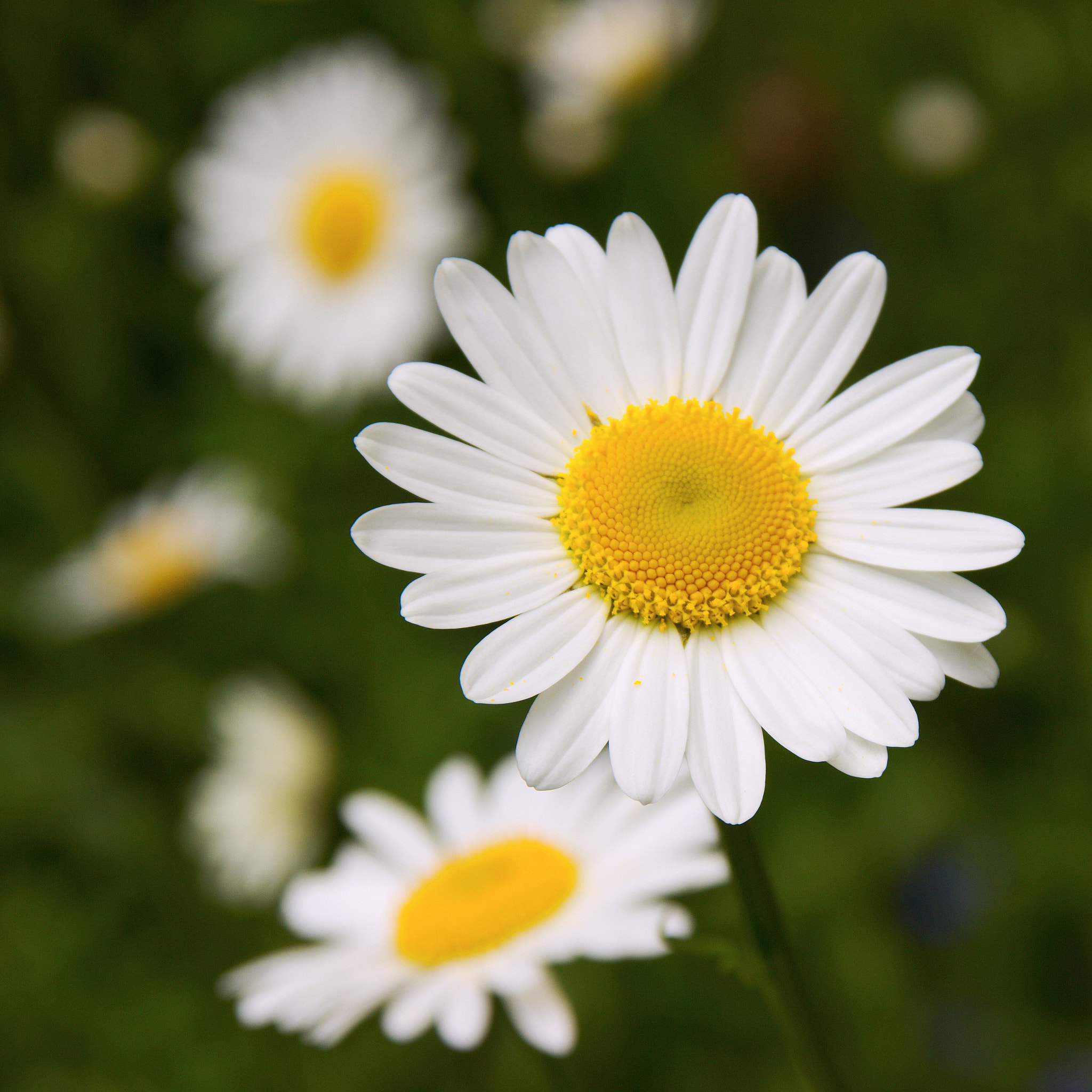 Canon EOS 600D (Rebel EOS T3i / EOS Kiss X5) + Sigma 18-125mm F3.8-5.6 DC OS HSM sample photo. Daisies photography
