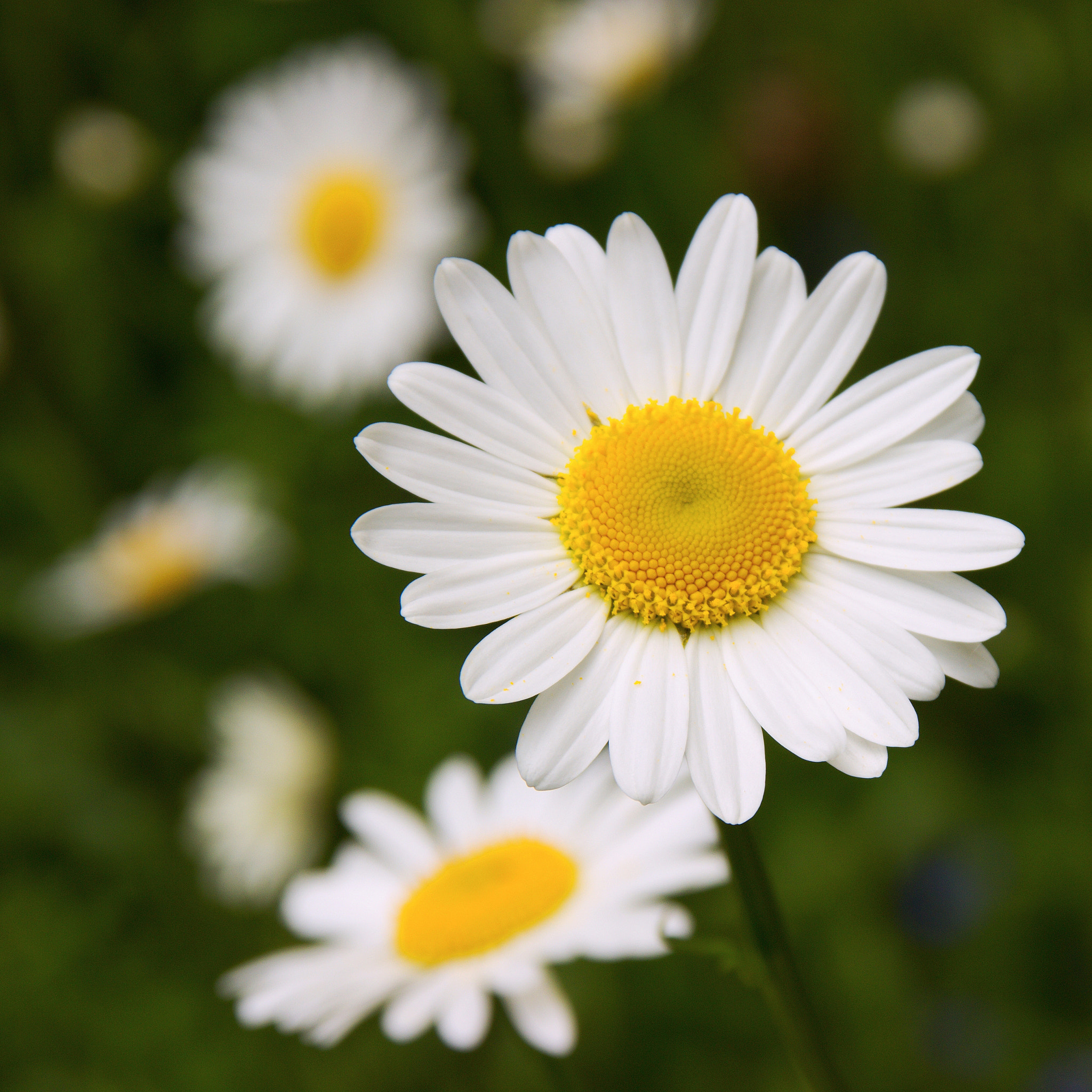Sigma 18-125mm F3.8-5.6 DC OS HSM sample photo. Daisies photography
