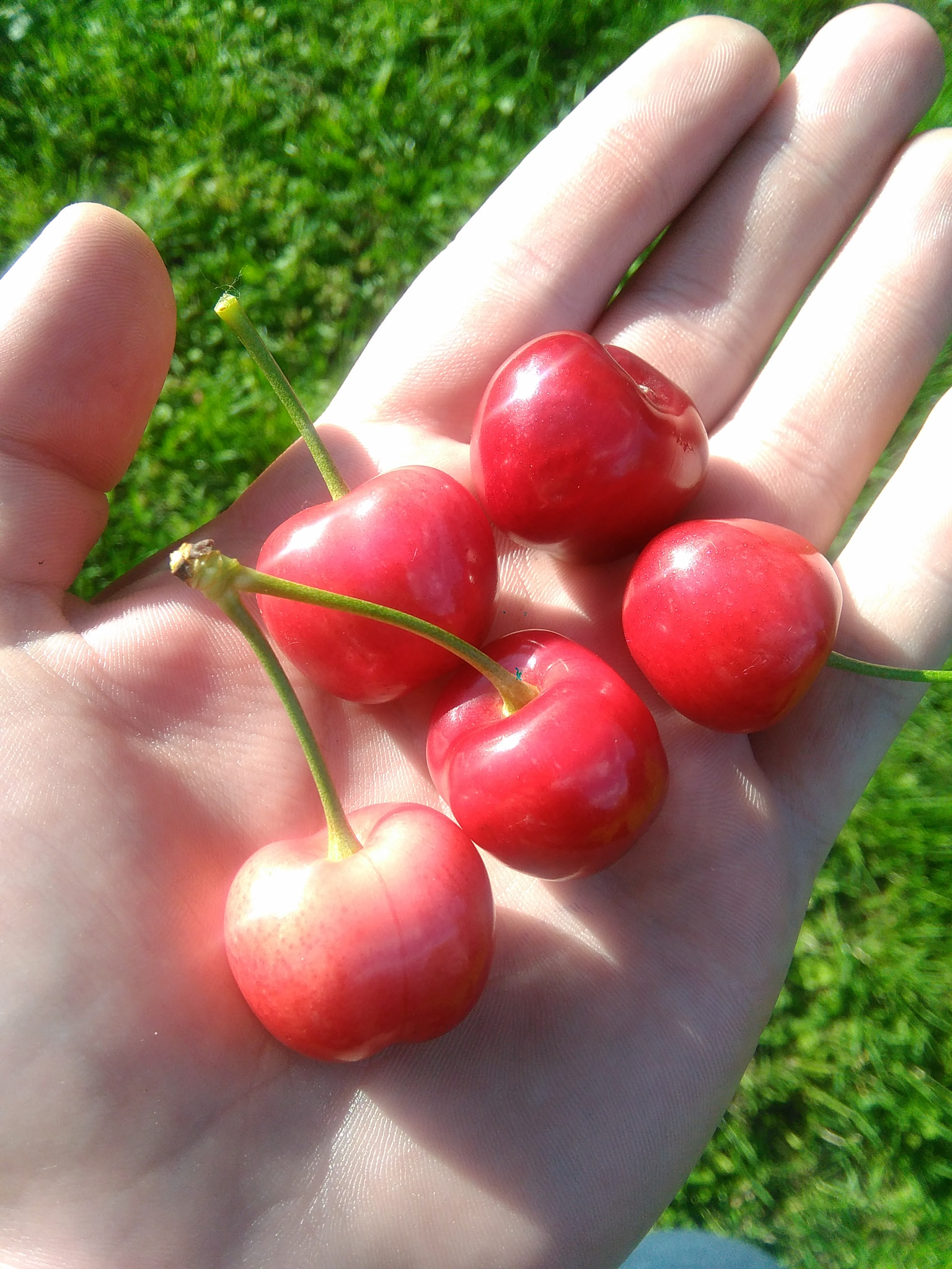 HUAWEI G620S-L01 sample photo. Cherry photography
