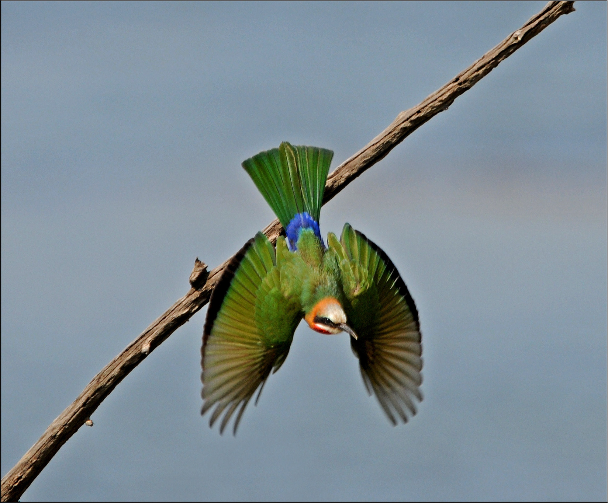 Nikon AF-S Nikkor 400mm F2.8G ED VR II sample photo. Dropping in .... photography