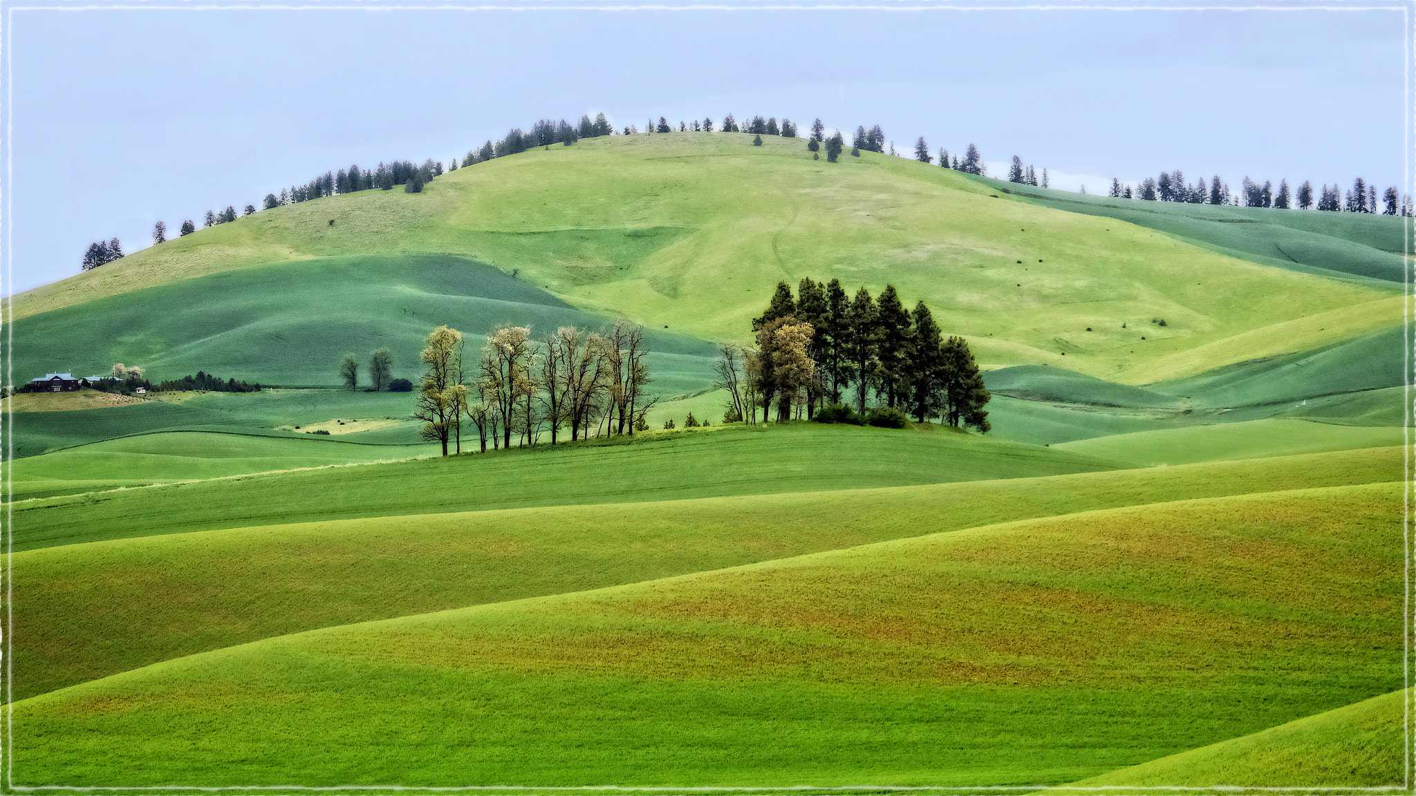 Canon EOS 760D (EOS Rebel T6s / EOS 8000D) sample photo. Lonesome trees on the palouse photography