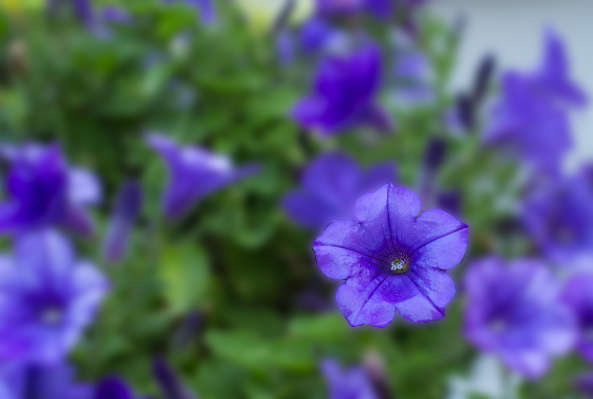 Canon EOS 700D (EOS Rebel T5i / EOS Kiss X7i) + Canon EF 50mm F1.4 USM sample photo. Petunia may photography