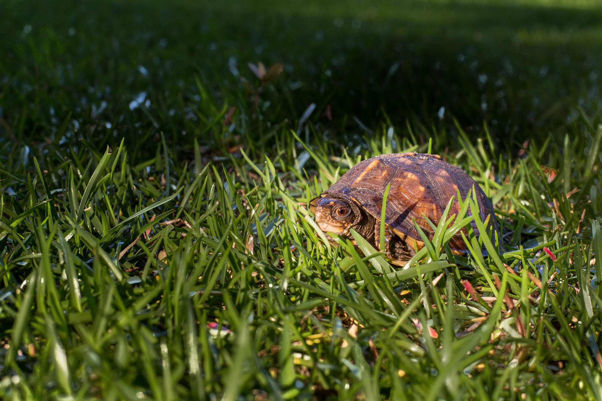 Canon EF 50mm F1.4 USM sample photo. Turtle may photography