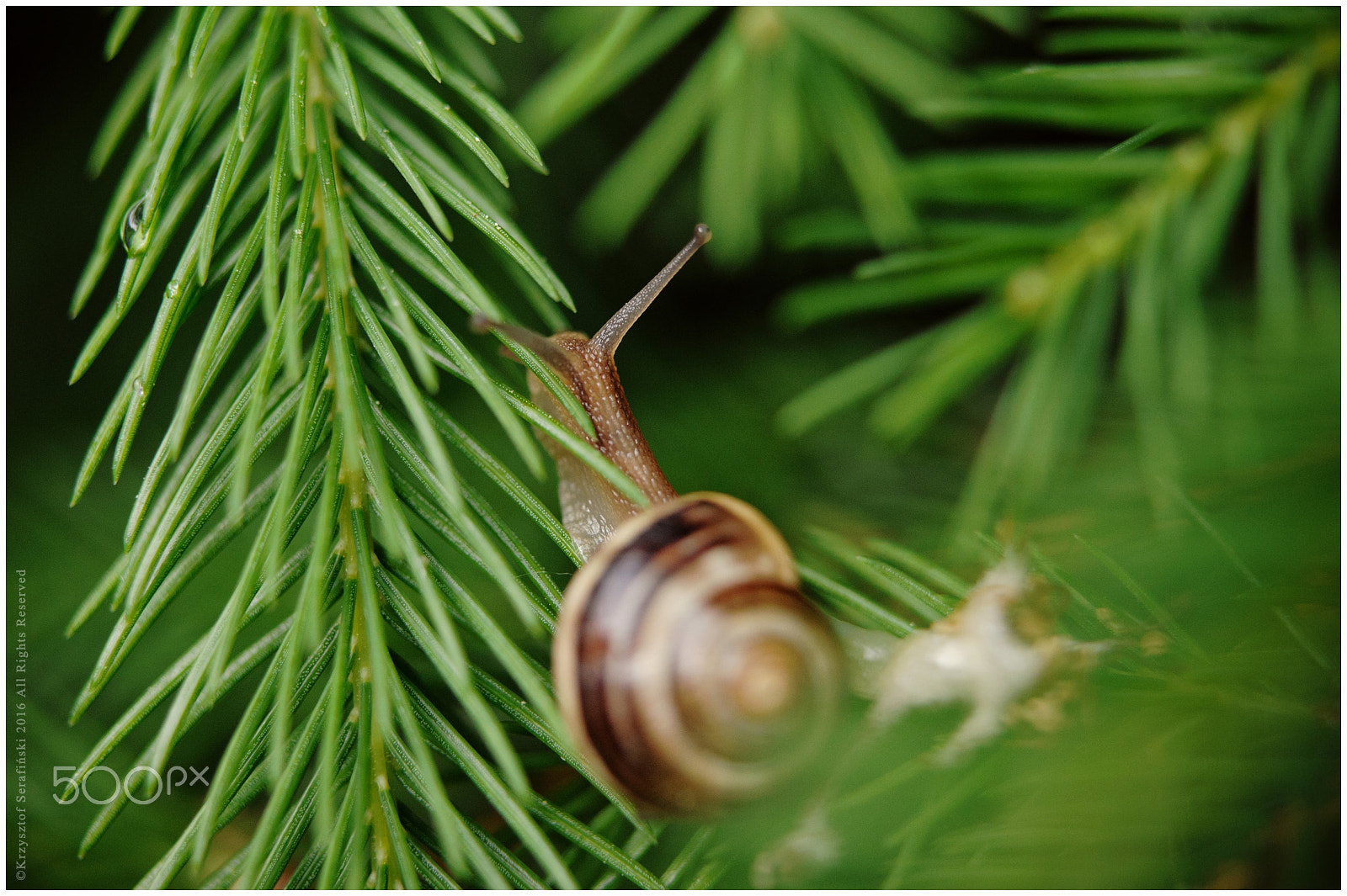 Nikon AF-S Micro-Nikkor 60mm F2.8G ED sample photo. Snail photography