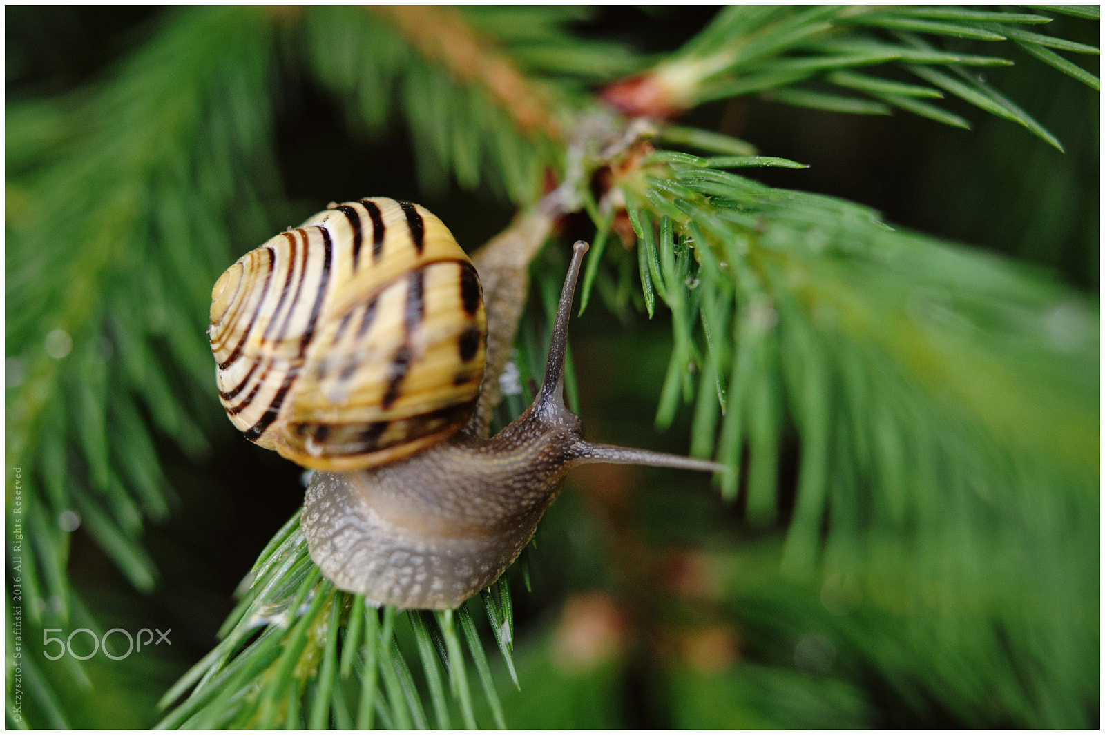 Nikon AF-S Micro-Nikkor 60mm F2.8G ED sample photo. Snail photography