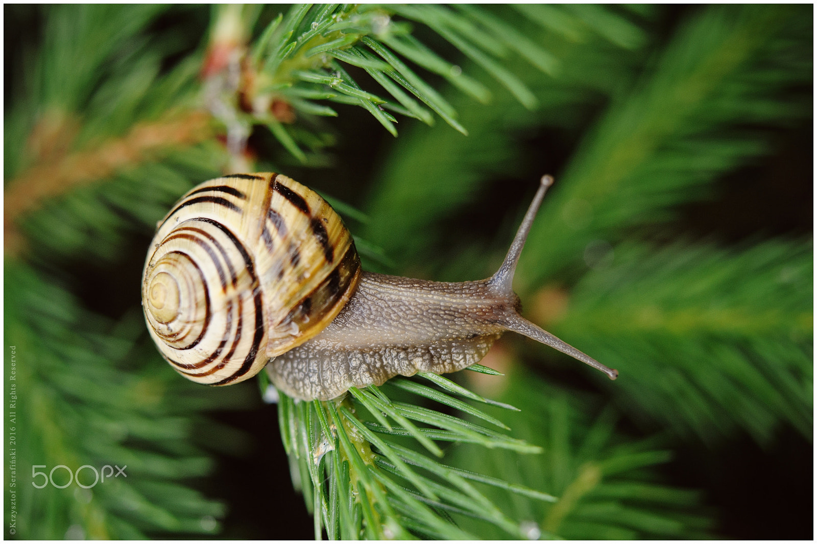 Nikon AF-S Micro-Nikkor 60mm F2.8G ED sample photo. Snail photography