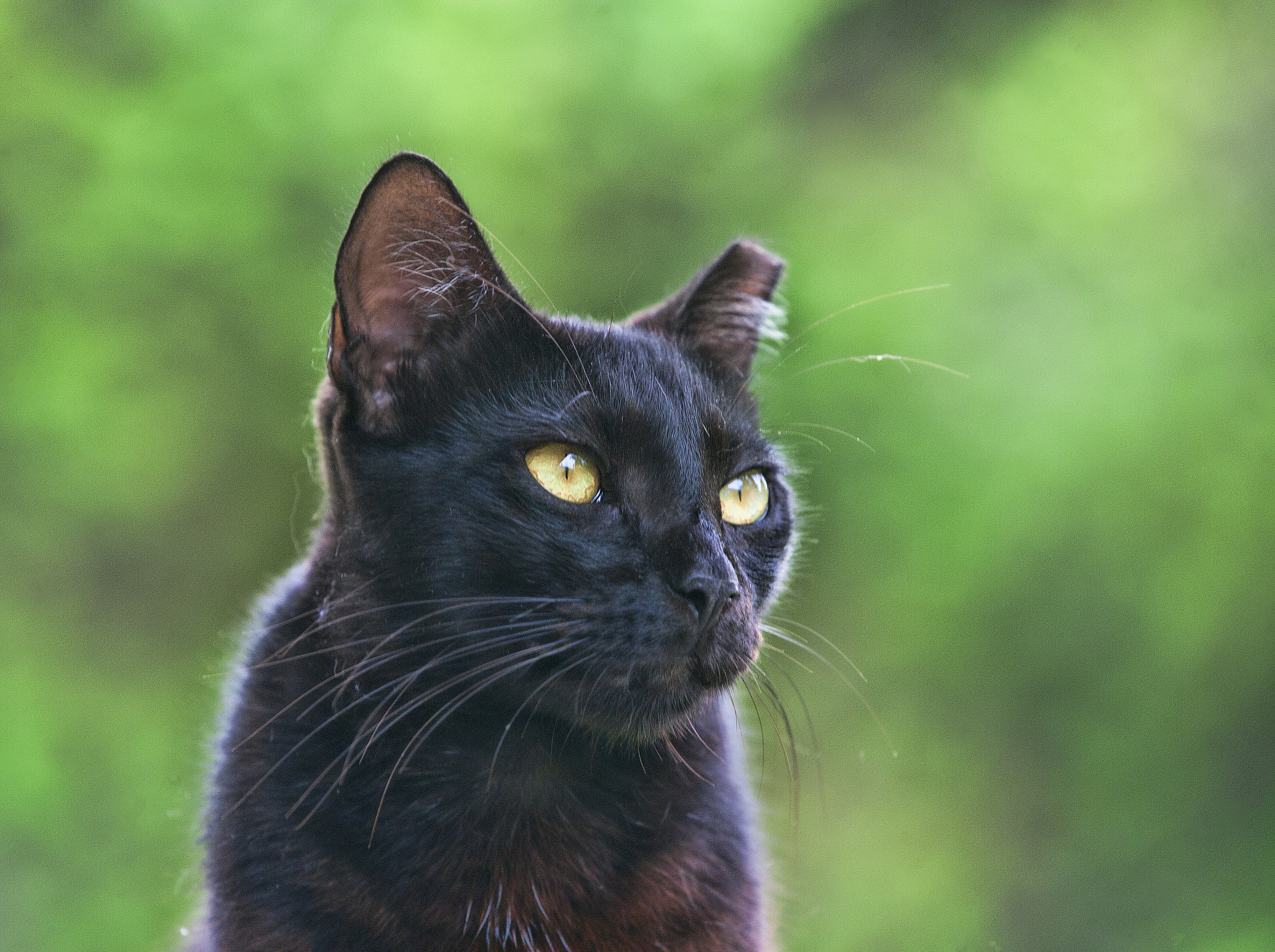 Canon EOS-1Ds Mark II sample photo. Alert photography
