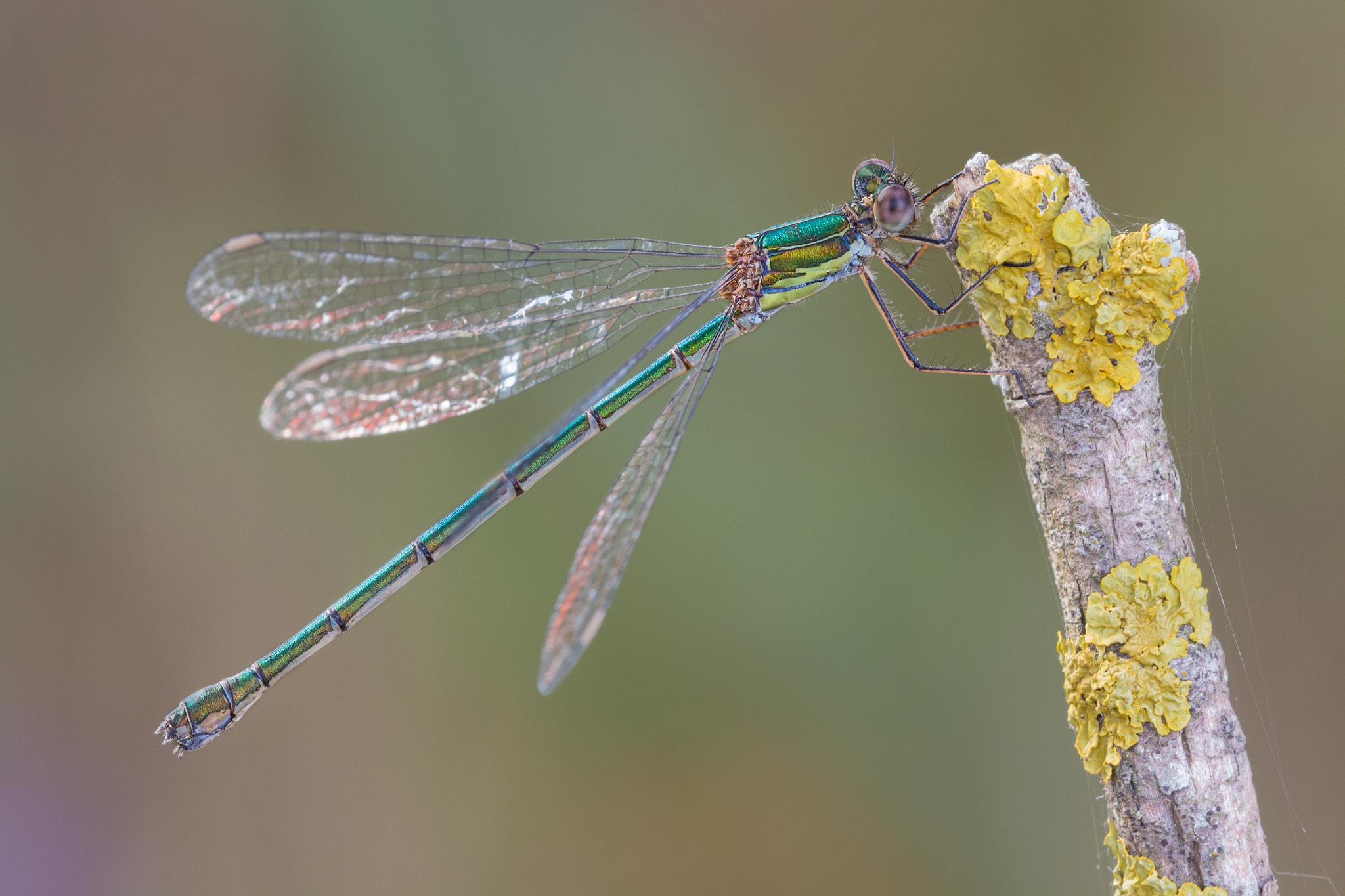 Tamron SP AF 180mm F3.5 Di LD (IF) Macro sample photo. Speronata photography