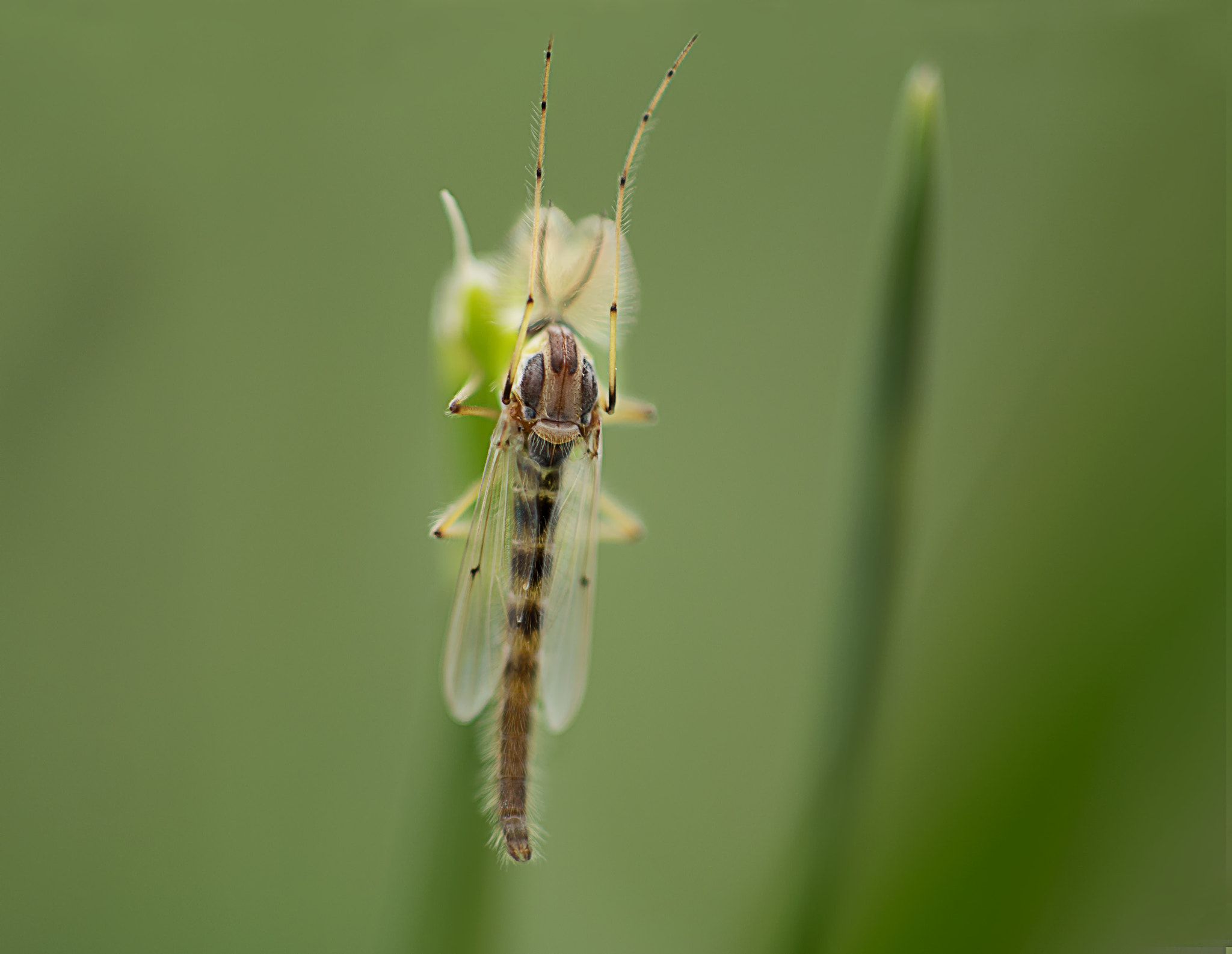 Samsung NX 60mm F2.8 Macro ED OIS SSA sample photo. ... photography