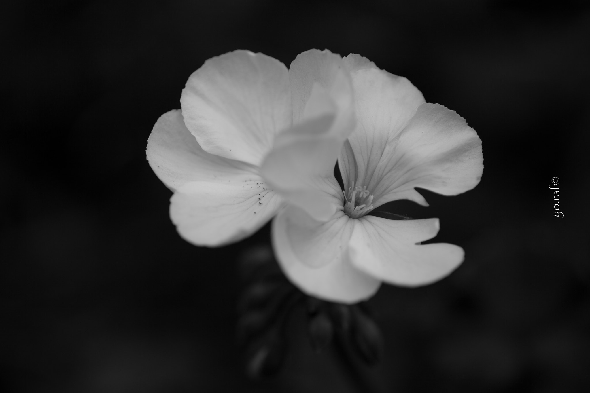 Tamron SP AF 180mm F3.5 Di LD (IF) Macro sample photo. White delicate photography