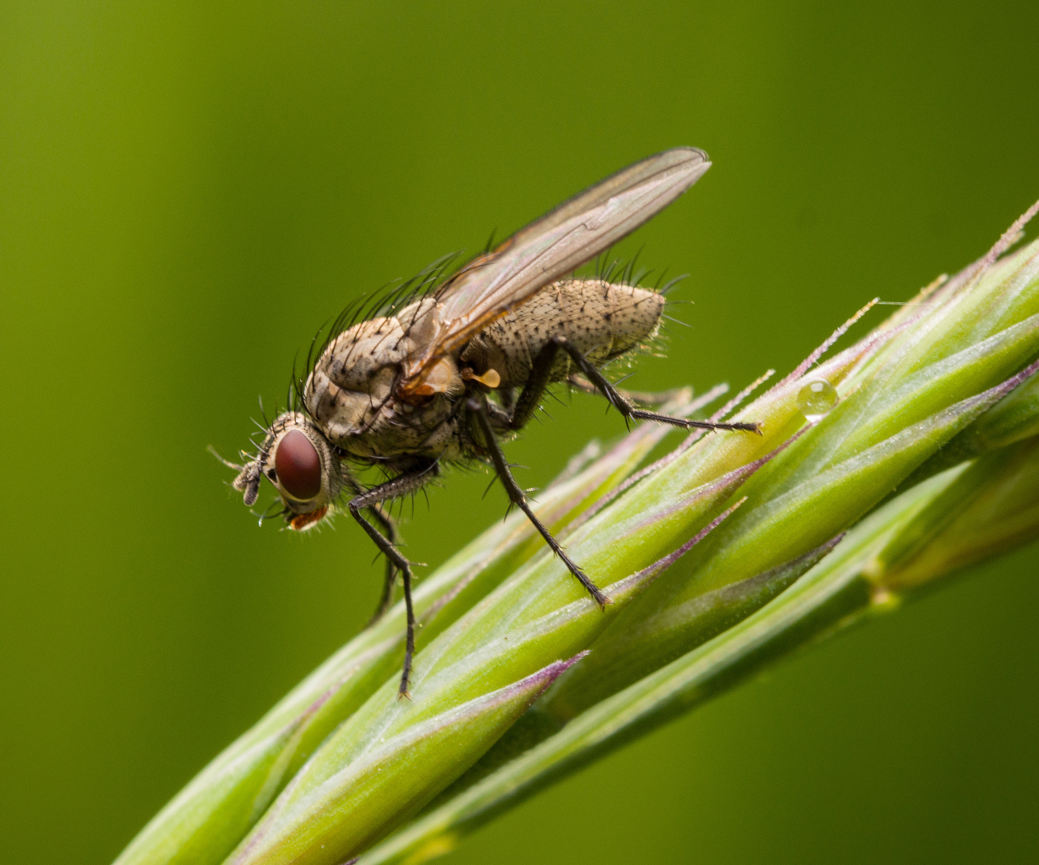 Olympus M.Zuiko Digital ED 60mm F2.8 Macro sample photo. Young fly hiding in greens photography