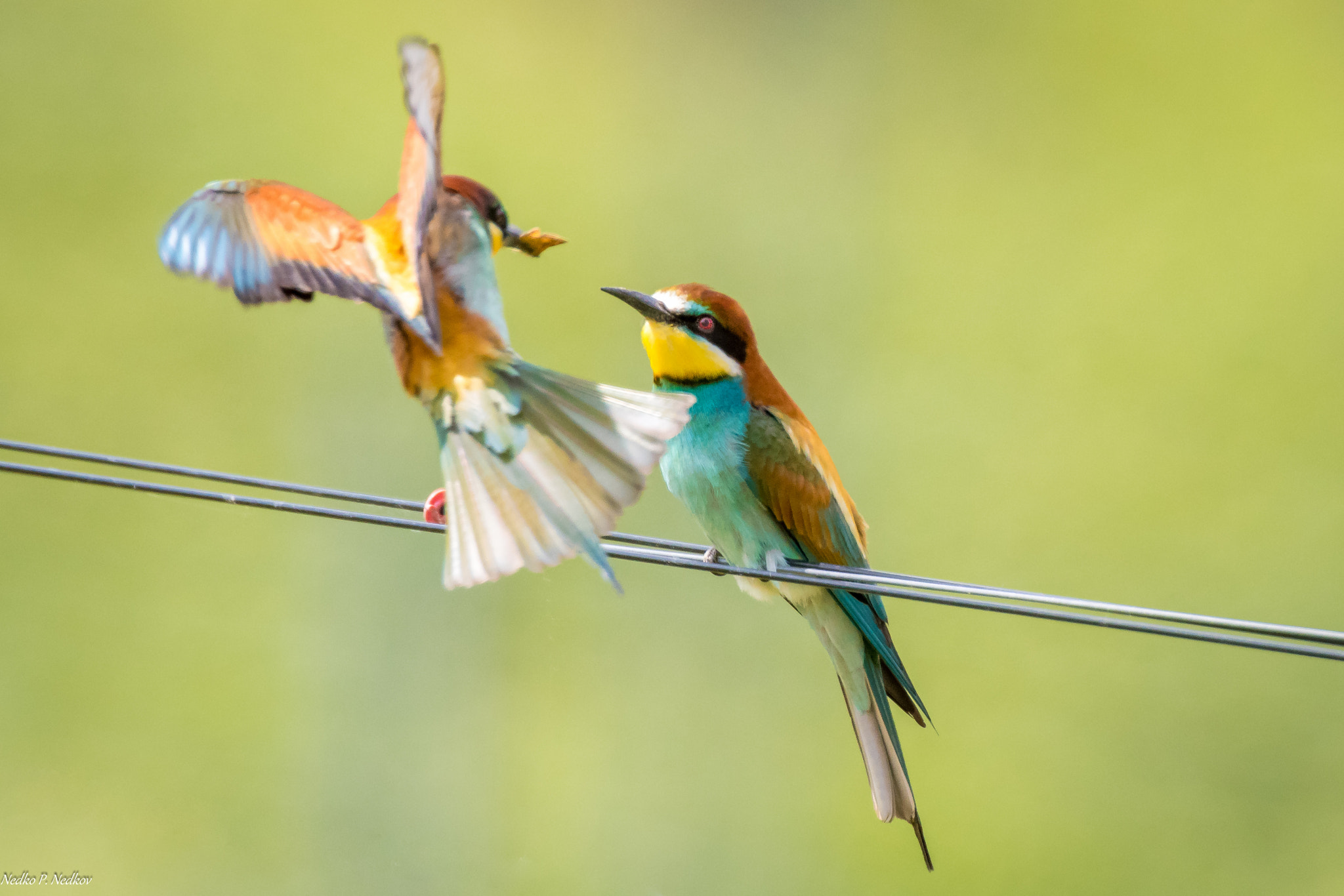 Nikon AF-S Nikkor 600mm F4E FL ED VR sample photo. Bee-eater mating time photography