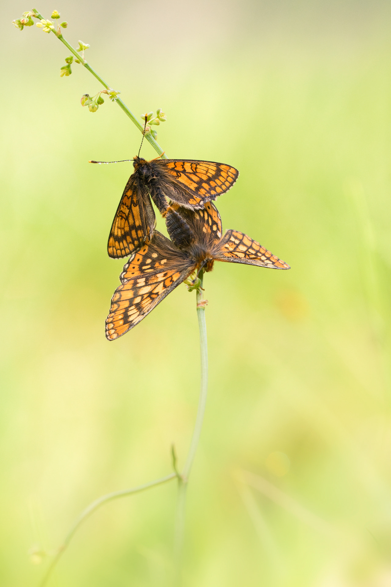 Sigma 150mm f/2.8 EX DG OS HSM APO Macro sample photo. Euphydryas aurinia photography
