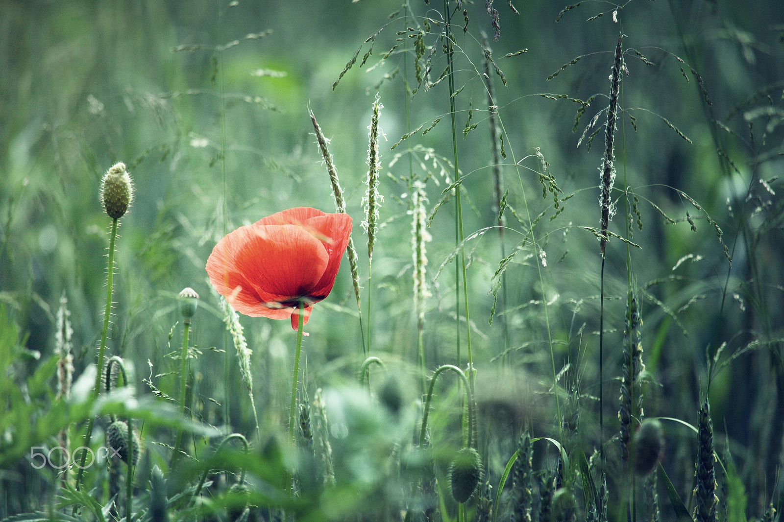 Canon EF-S 55-250mm F4-5.6 IS STM sample photo. Riveted by field poppy photography