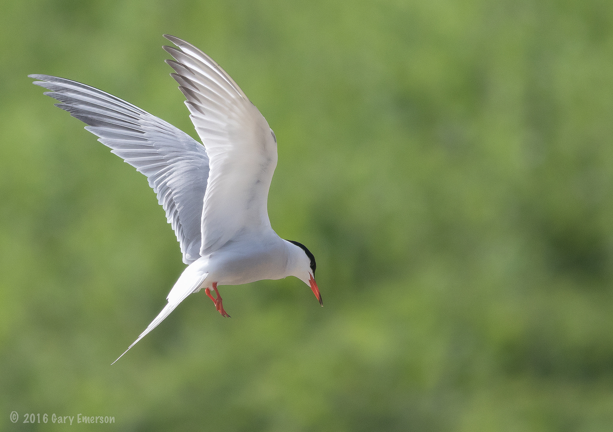 Canon EOS 7D Mark II + Canon EF 400mm F5.6L USM sample photo. Tern time photography