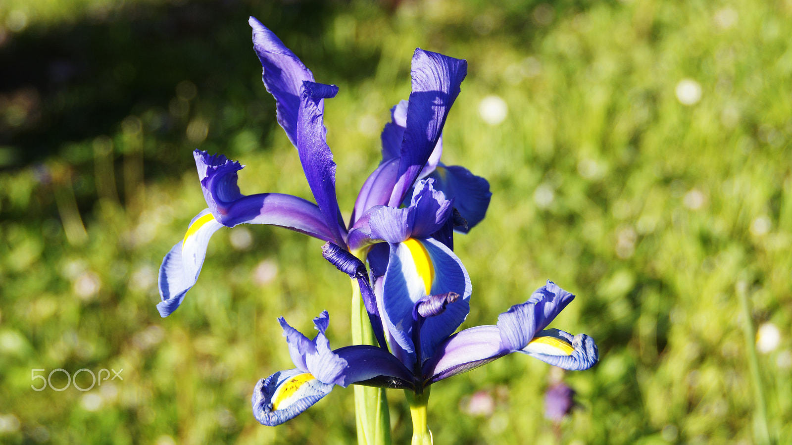 Sony DT 18-200mm F3.5-6.3 sample photo. | iris | photography