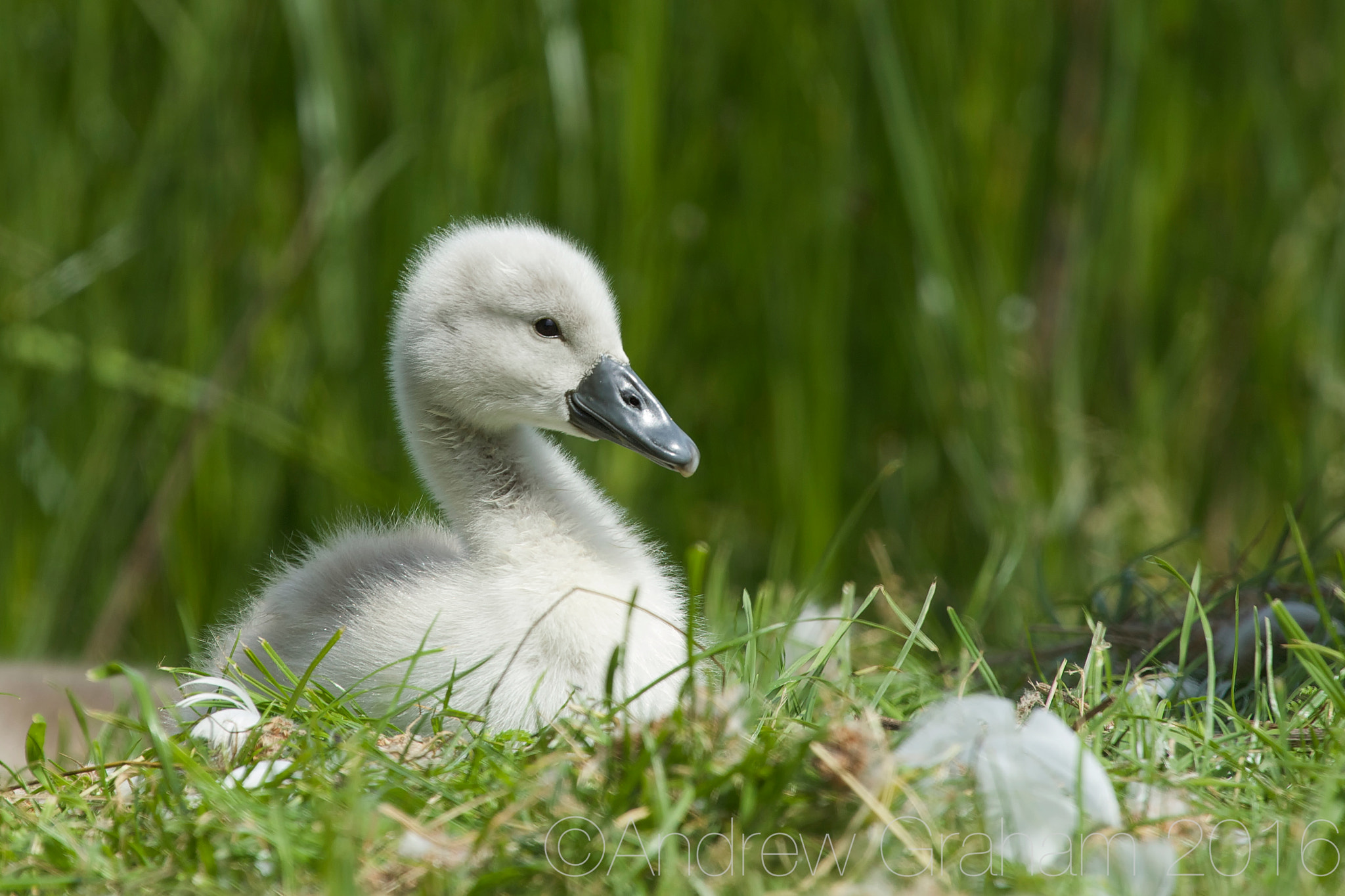 Canon EF 100-400mm F4.5-5.6L IS USM sample photo. Cygnet photography
