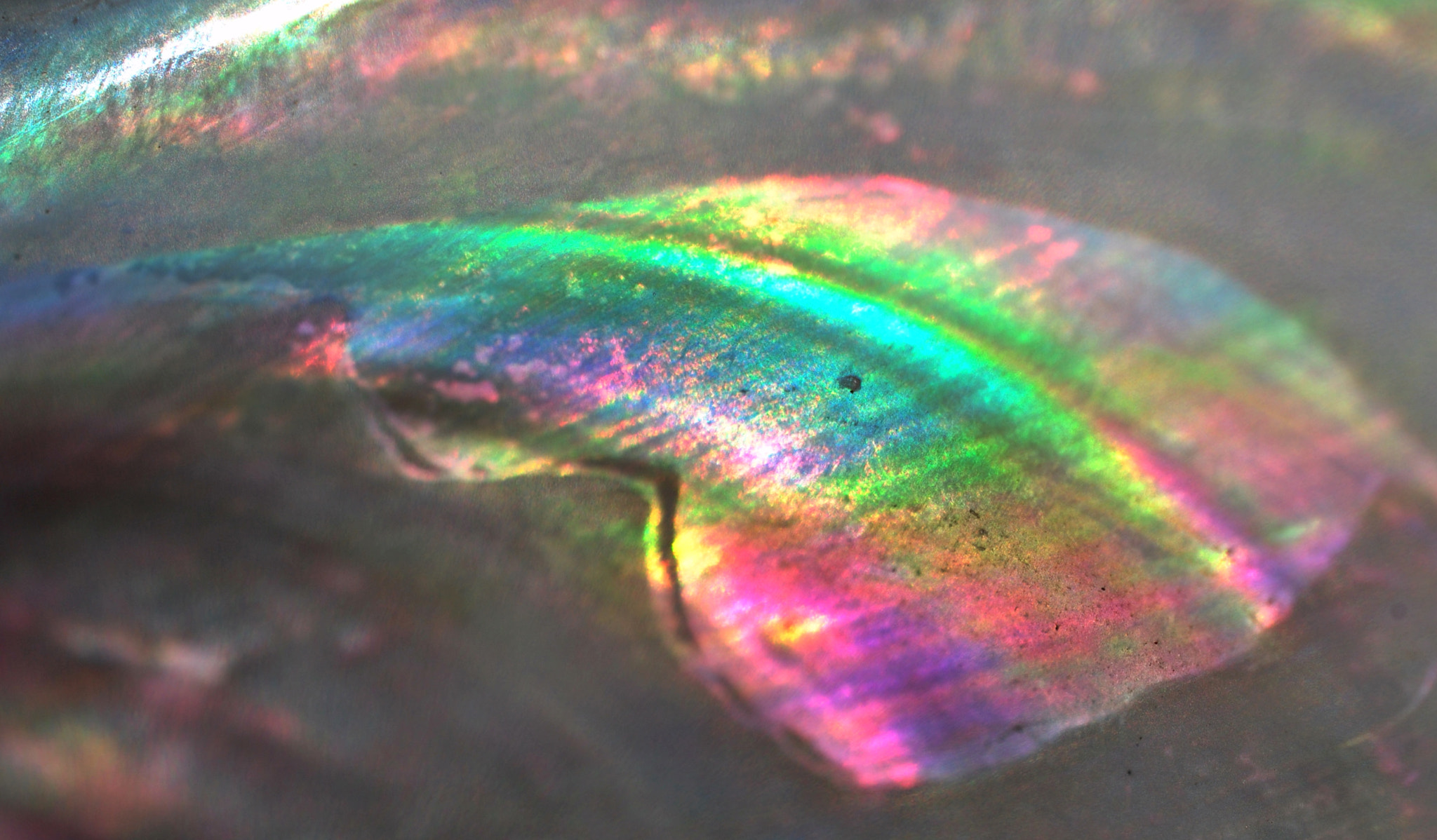 Nikon AF-S DX Micro Nikkor 40mm F2.8 sample photo. Happy rainbow whale photography