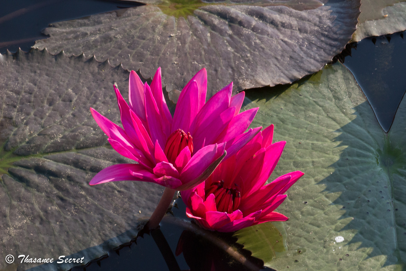 Canon EOS 100D (EOS Rebel SL1 / EOS Kiss X7) + Canon EF 85mm F1.8 USM sample photo. Beauty of nature. photography