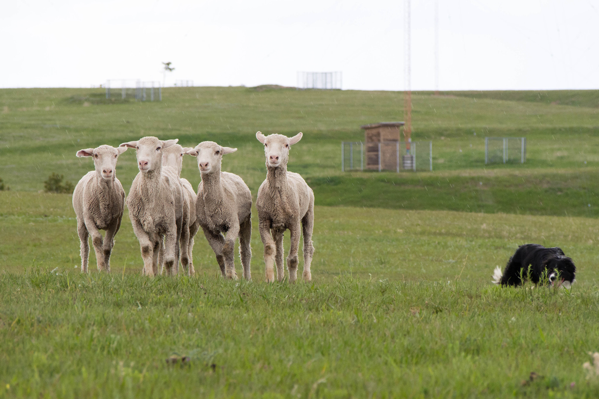 Olympus PEN E-PM2 + Olympus M.Zuiko Digital ED 40-150mm F4-5.6 R sample photo. 5-29-2016 - sheep herding photography