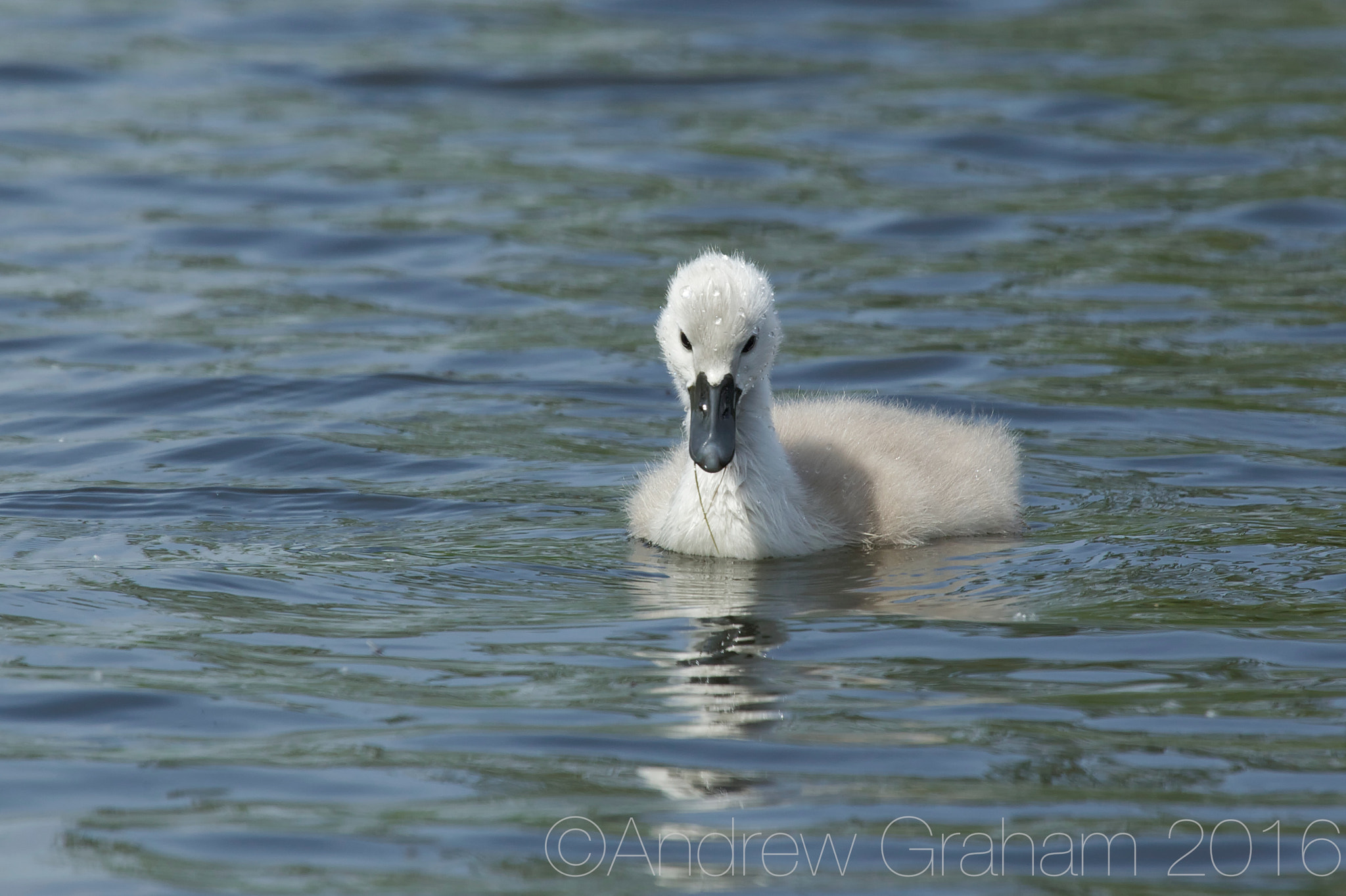Canon EOS-1D Mark IV + Canon EF 100-400mm F4.5-5.6L IS USM sample photo. Swimming cygnet photography