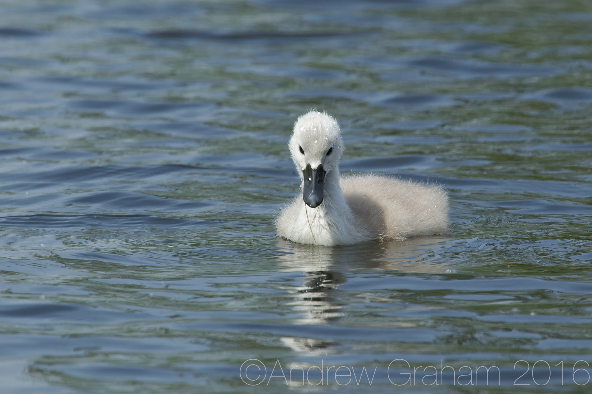Canon EF 100-400mm F4.5-5.6L IS USM sample photo. Swimming cygnet photography
