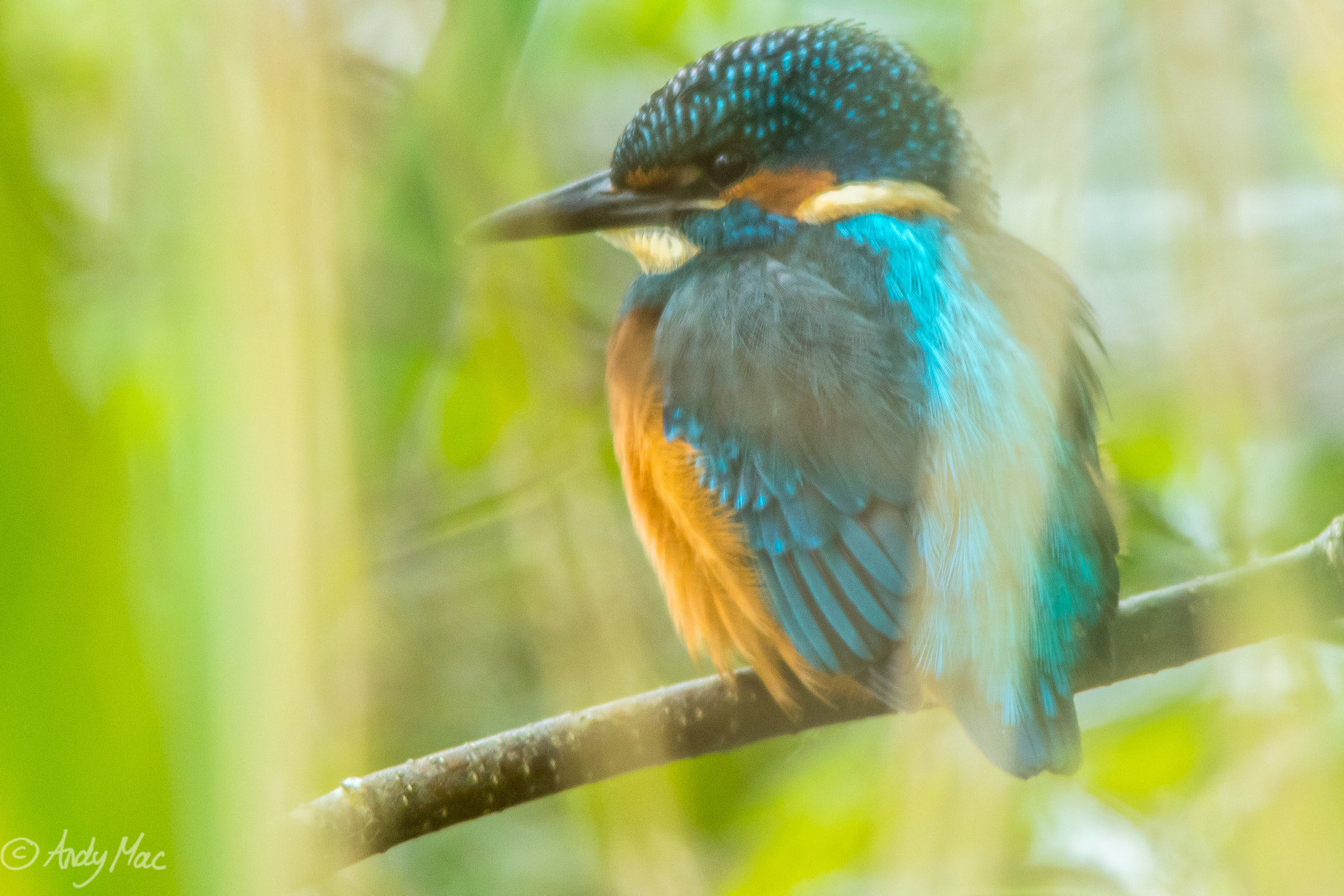 Sigma 150-500mm F5-6.3 DG OS HSM sample photo. Juvenile kingfisher photography