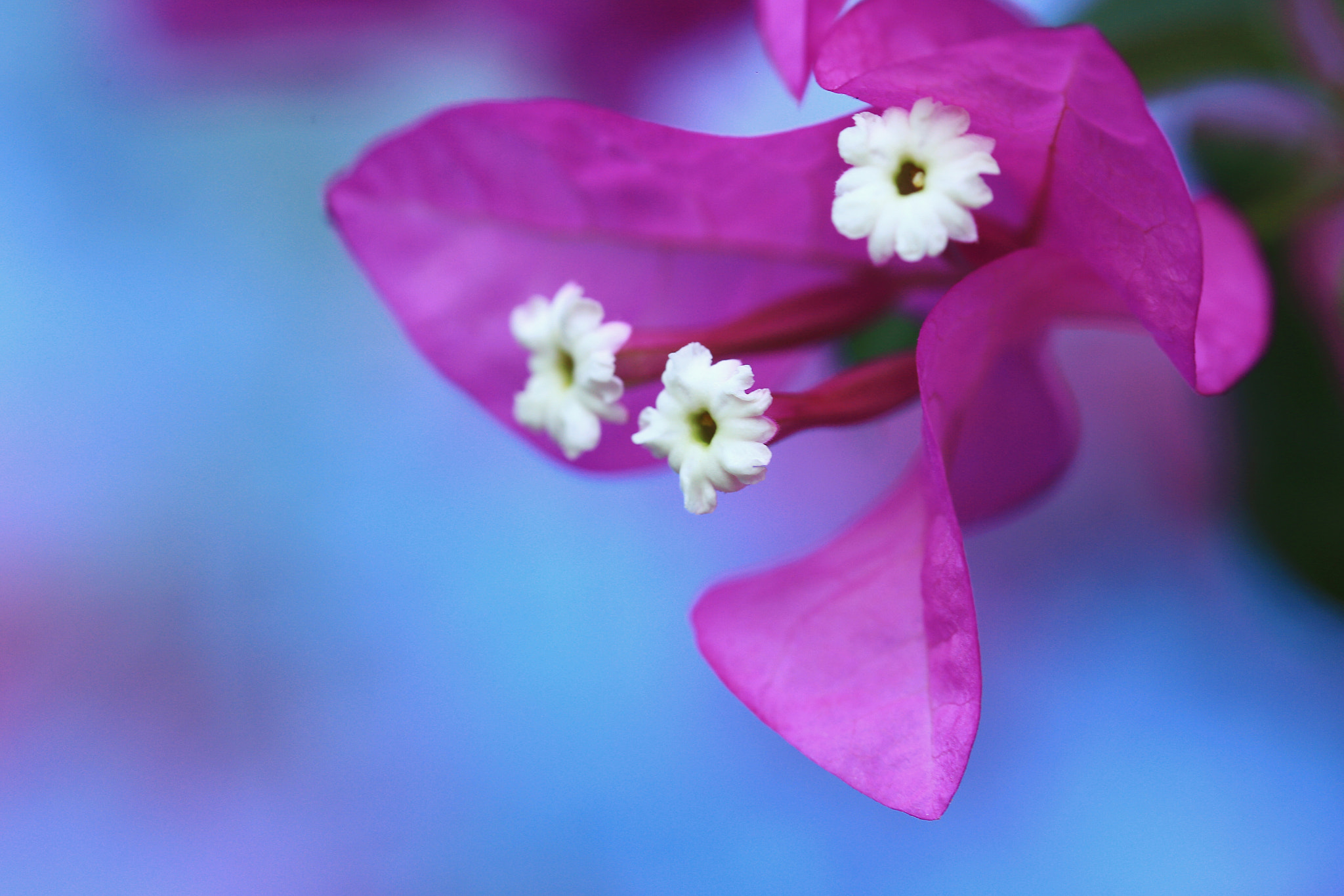 Canon EF 135mm F2L USM sample photo. Smile photography