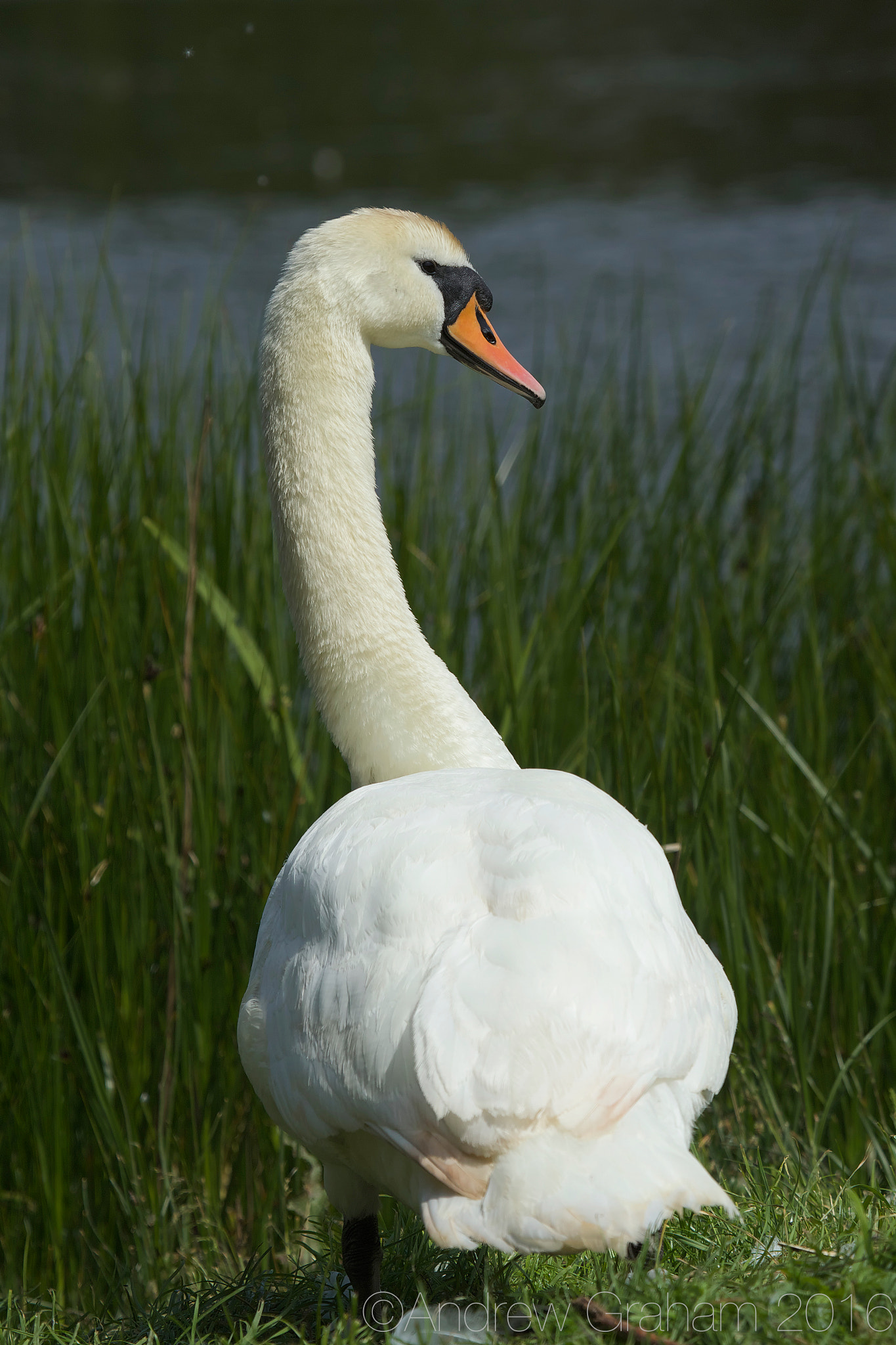 Canon EF 100-400mm F4.5-5.6L IS USM sample photo. Mute swan photography