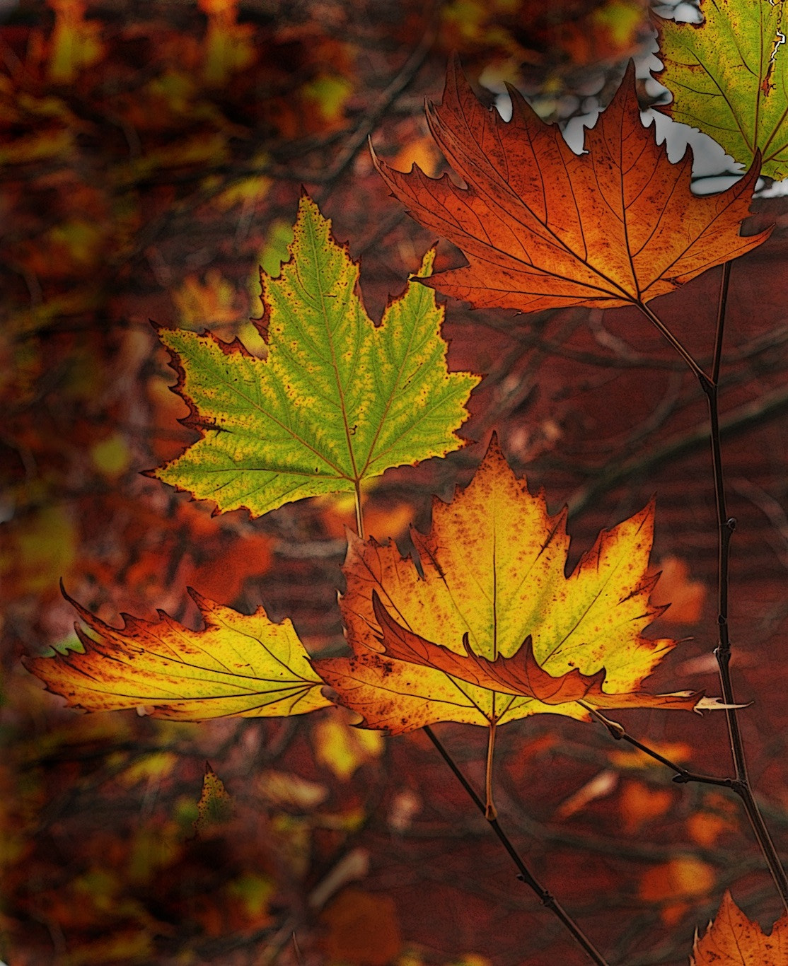 Panasonic Lumix DMC-GH4 + Olympus M.Zuiko Digital 45mm F1.8 sample photo. Autumn in australia photography