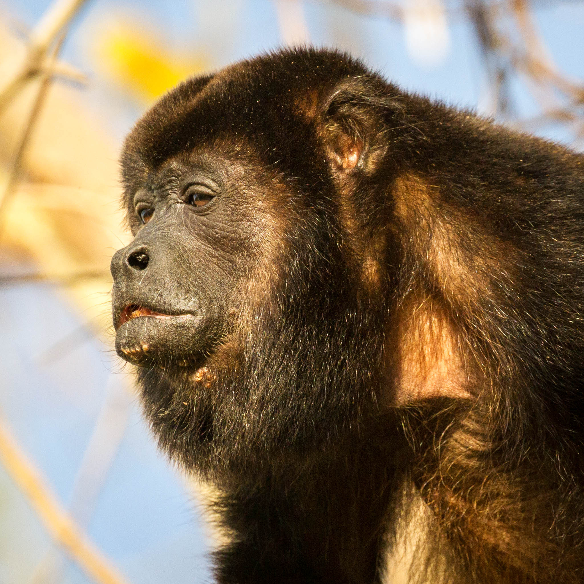 Canon EOS 7D + Canon EF 100-400mm F4.5-5.6L IS II USM sample photo. Portrait of a howler monkey photography