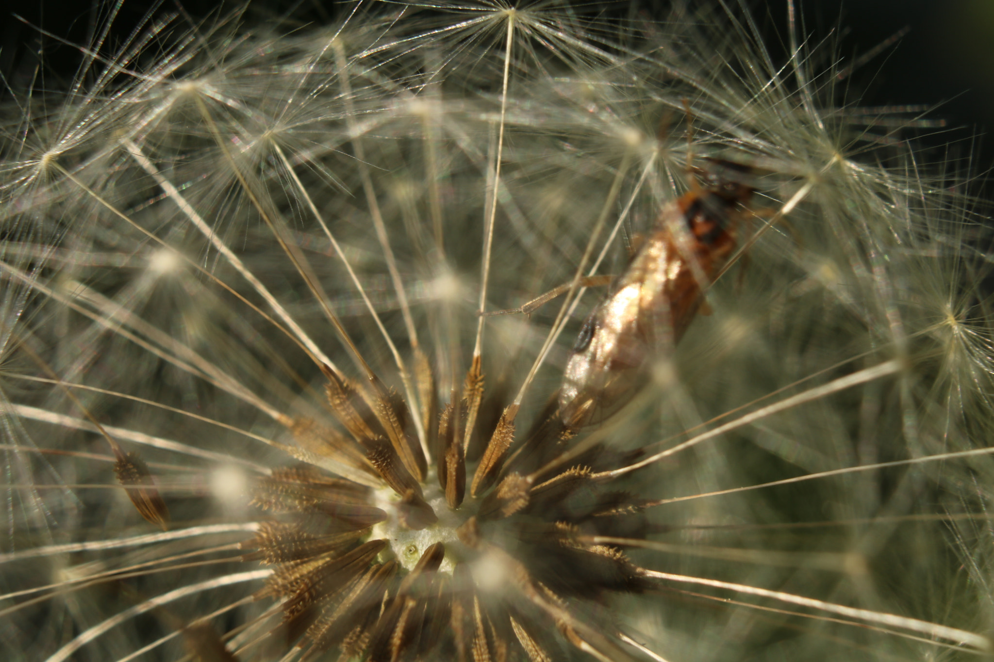 Canon EOS 760D (EOS Rebel T6s / EOS 8000D) sample photo. Exploring macro tubes i got "trapped" photography