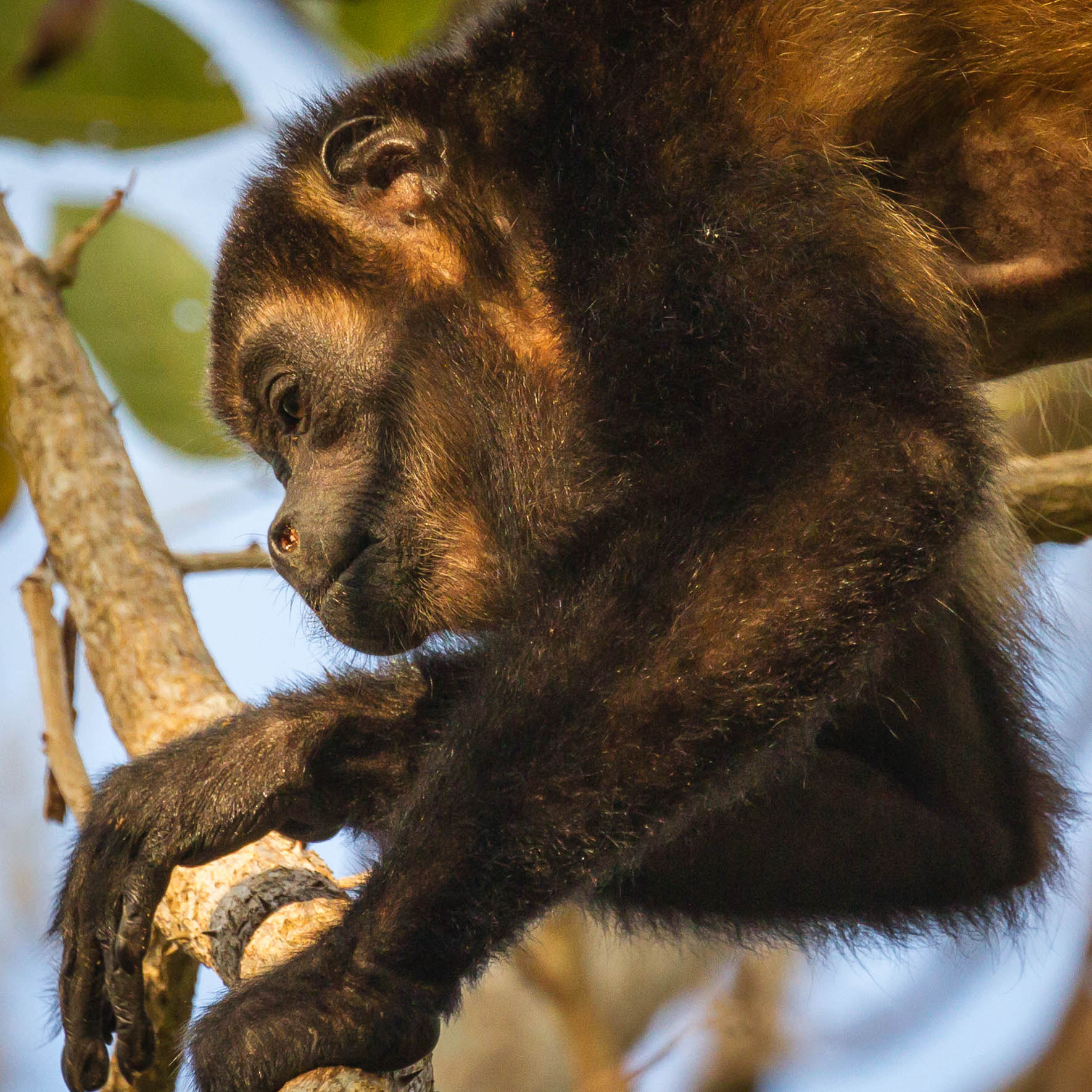 Canon EOS 7D + Canon EF 100-400mm F4.5-5.6L IS II USM sample photo. Howler monkey photography