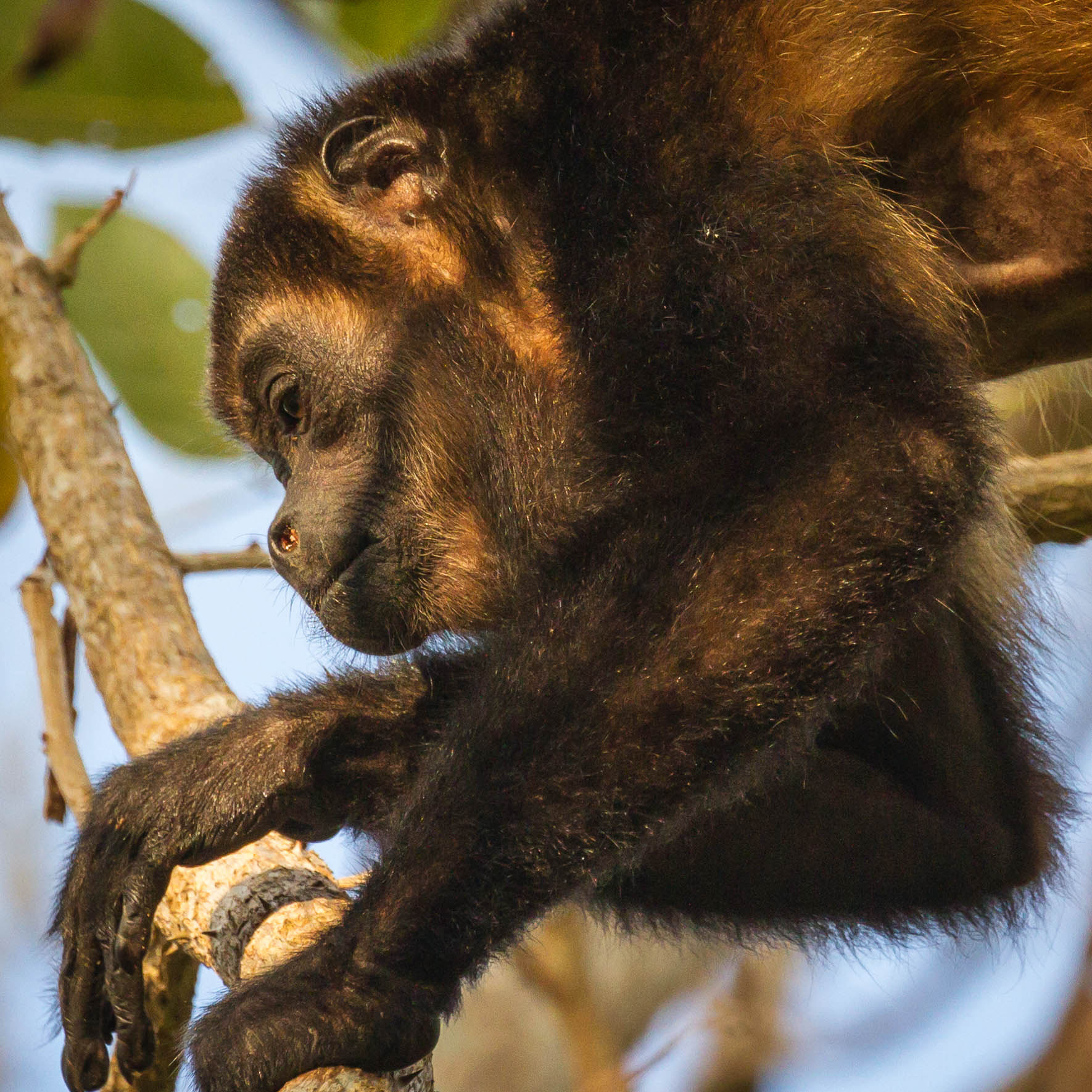 Canon EF 100-400mm F4.5-5.6L IS II USM sample photo. Howler monkey photography