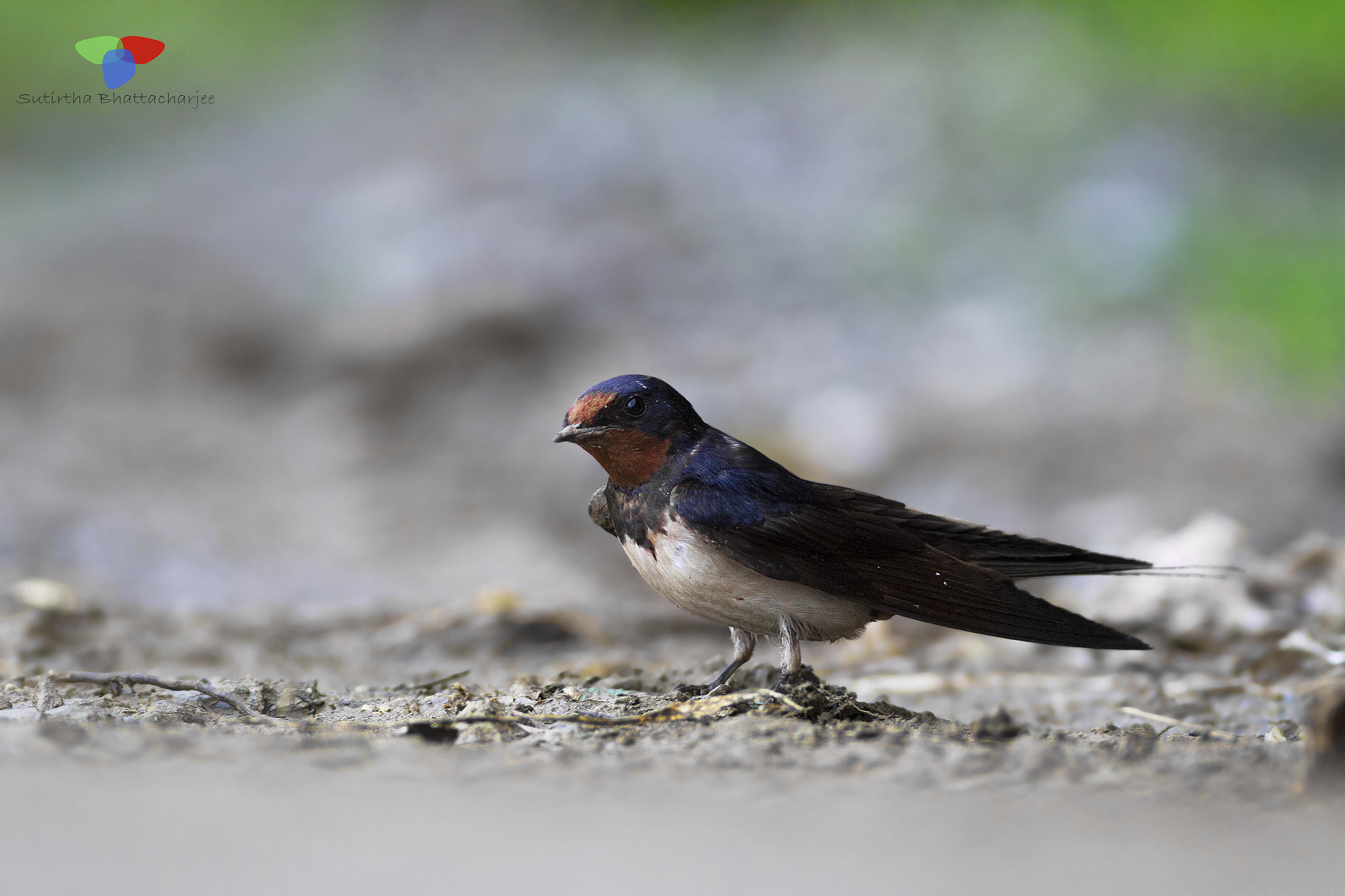 Canon EOS 60D + Canon EF 300mm F4L IS USM sample photo. Id :- barn swallow
taken  photography