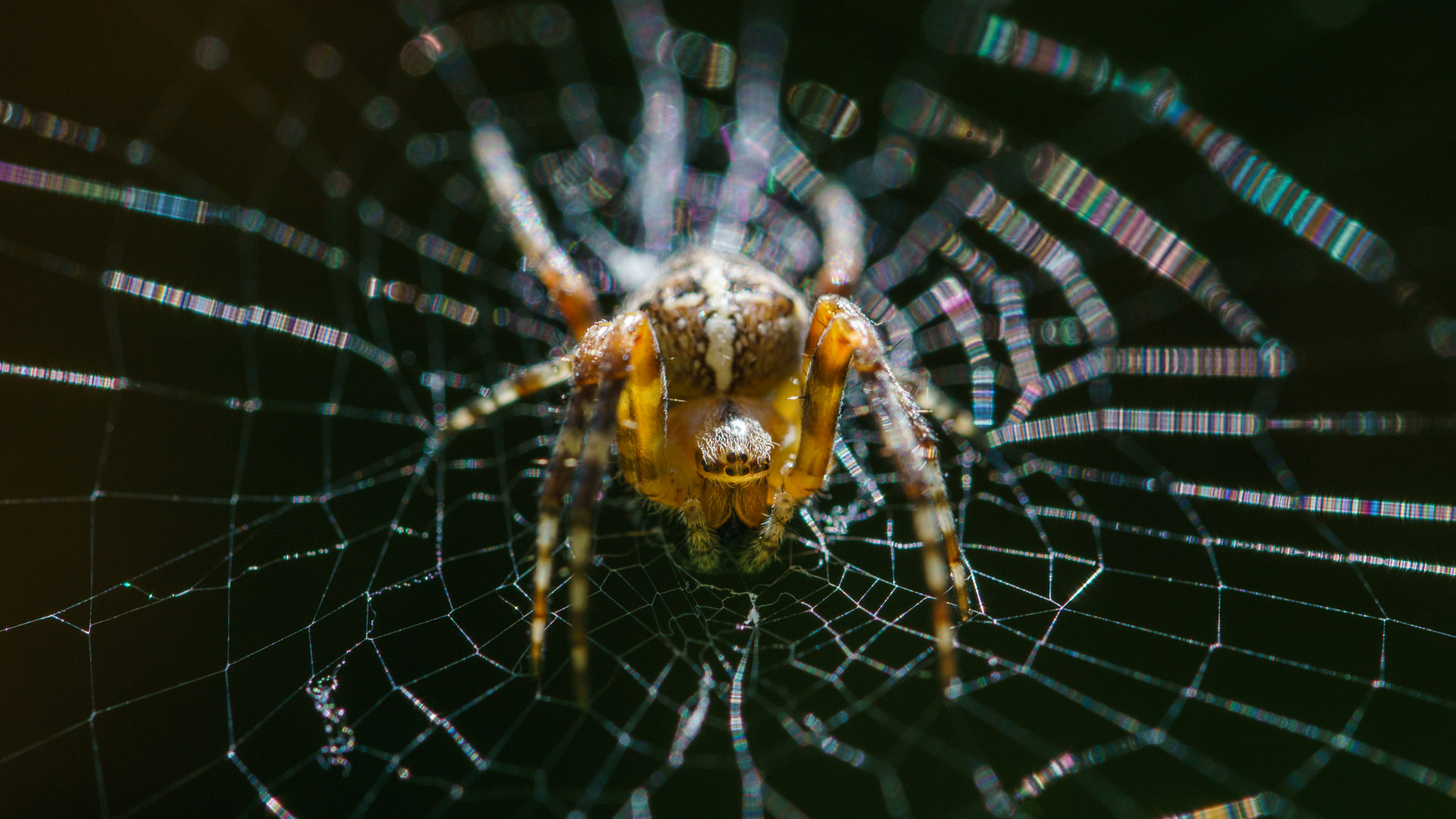 Sony a6000 + 90mm F2.8 Macro SSM sample photo. Spider rainbow photography