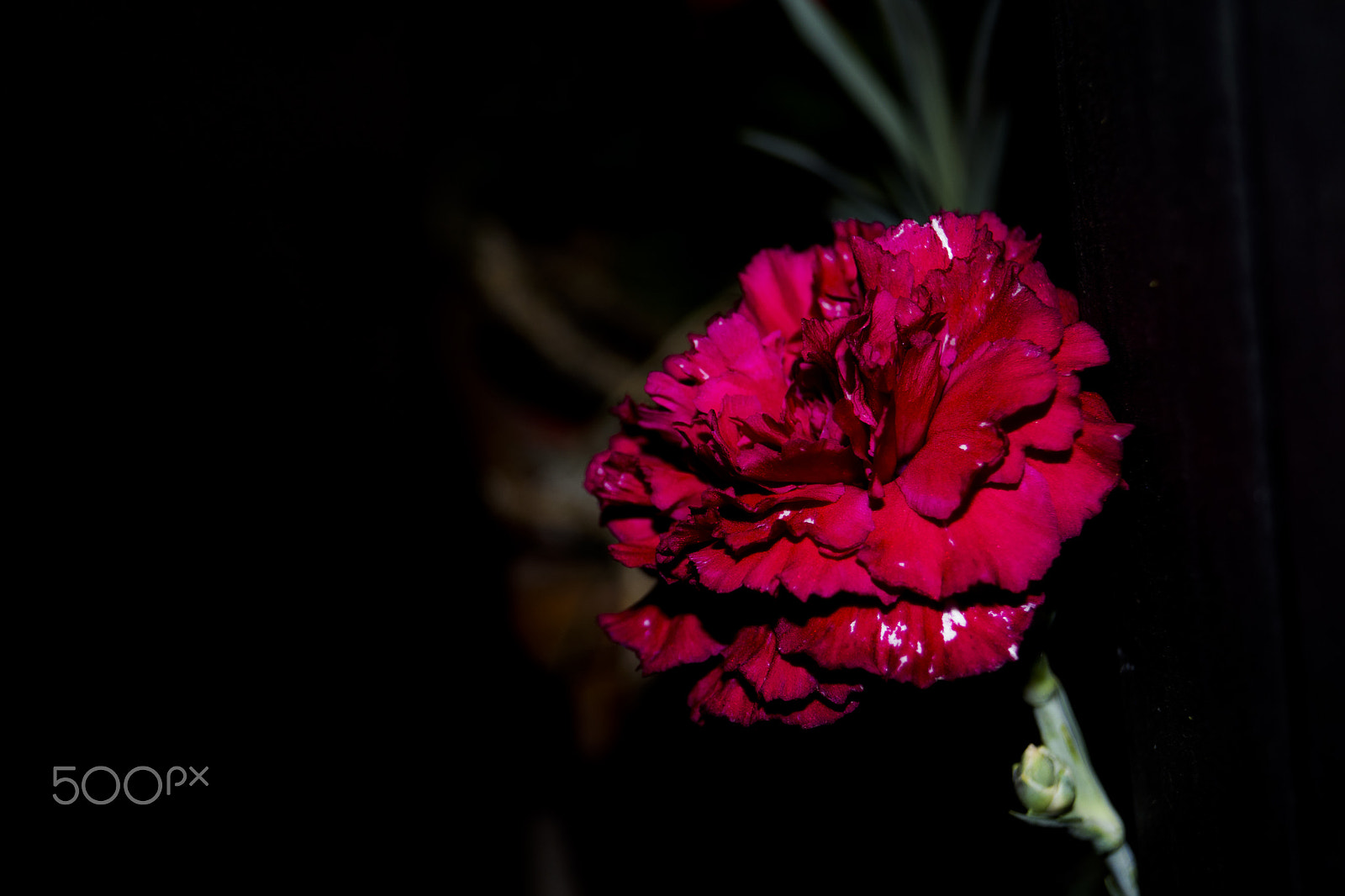 Sony SLT-A68 sample photo. A red flowers photography