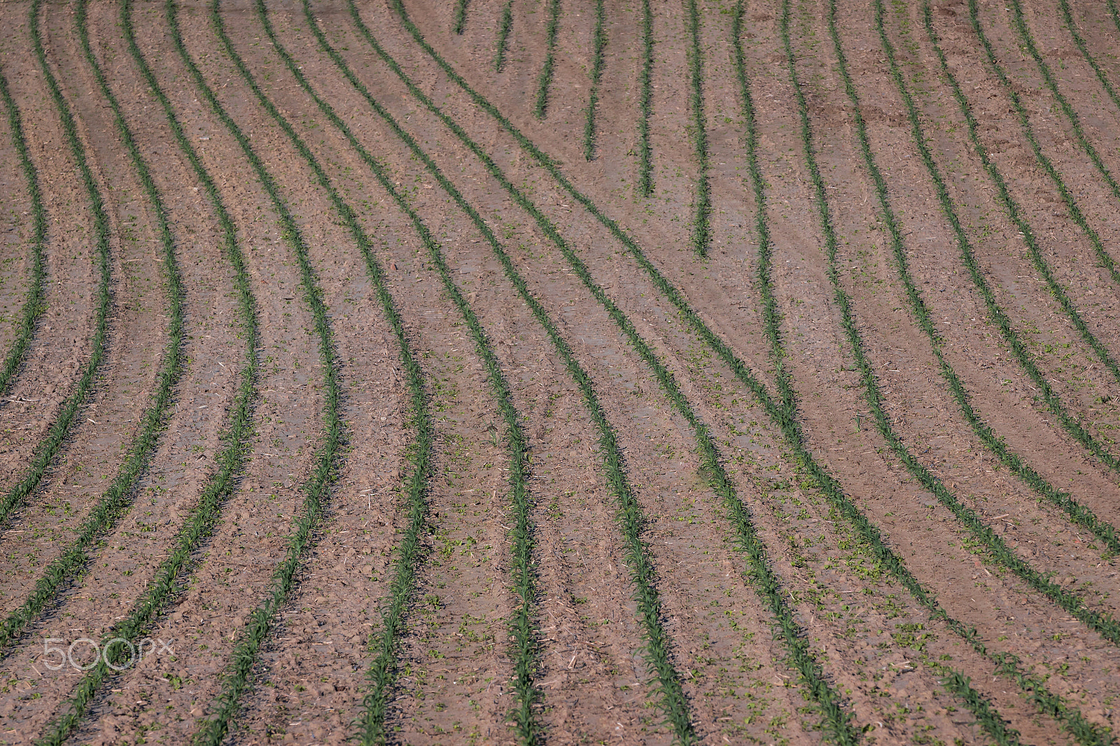 Canon EF 70-200mm F2.8L IS II USM sample photo. Agriculture photography
