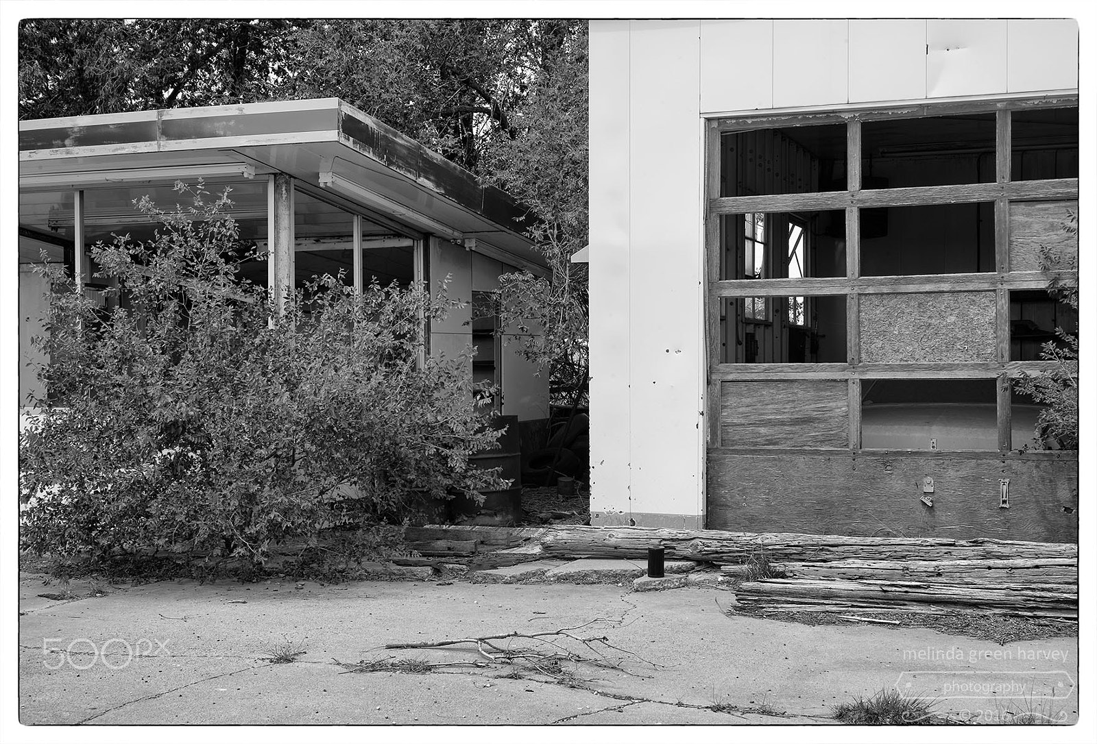Leica Summarit-M 50mm F2.4 sample photo. What passes for a forest photography