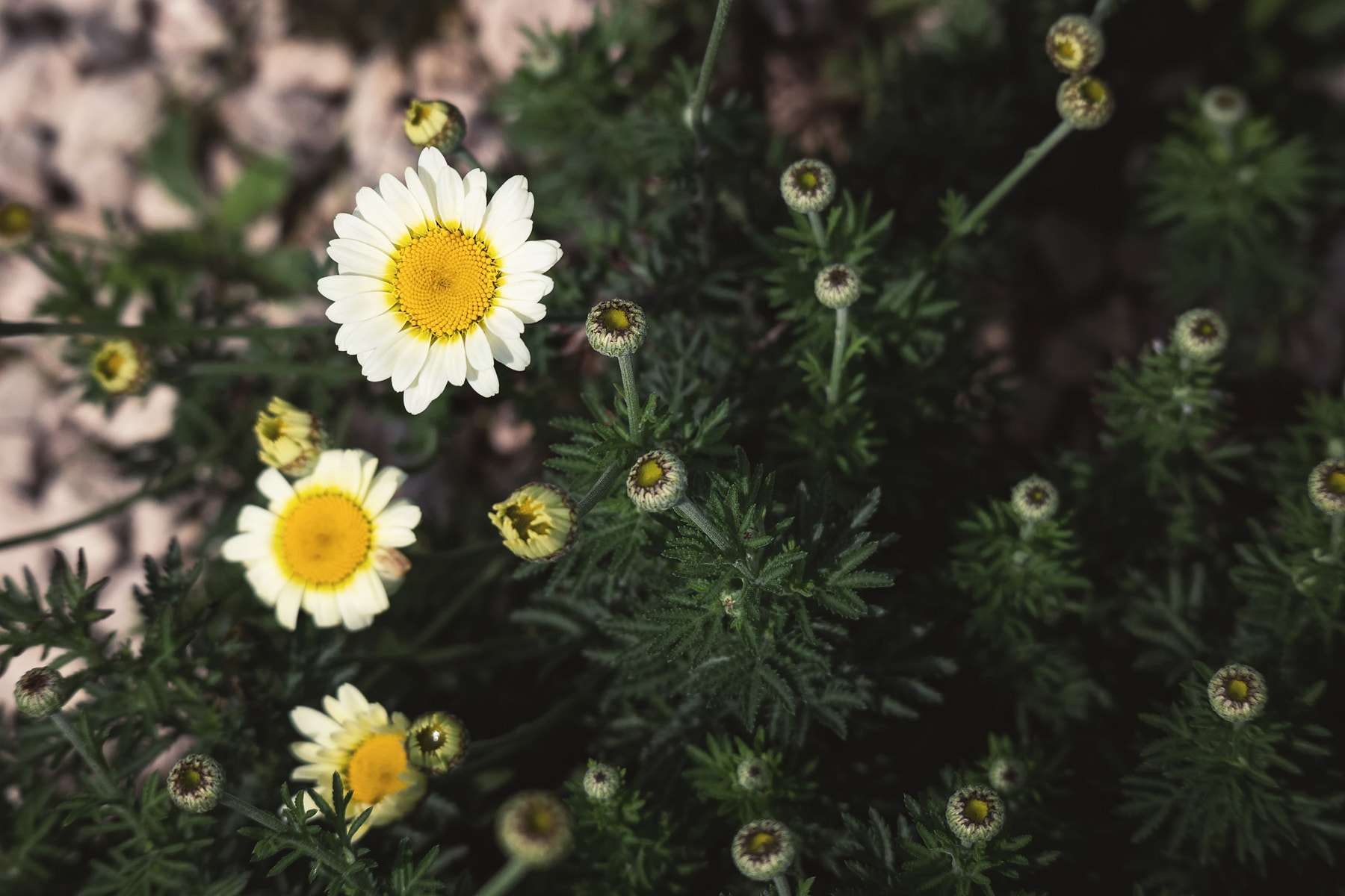 Canon EOS M sample photo. Daisy flower photography